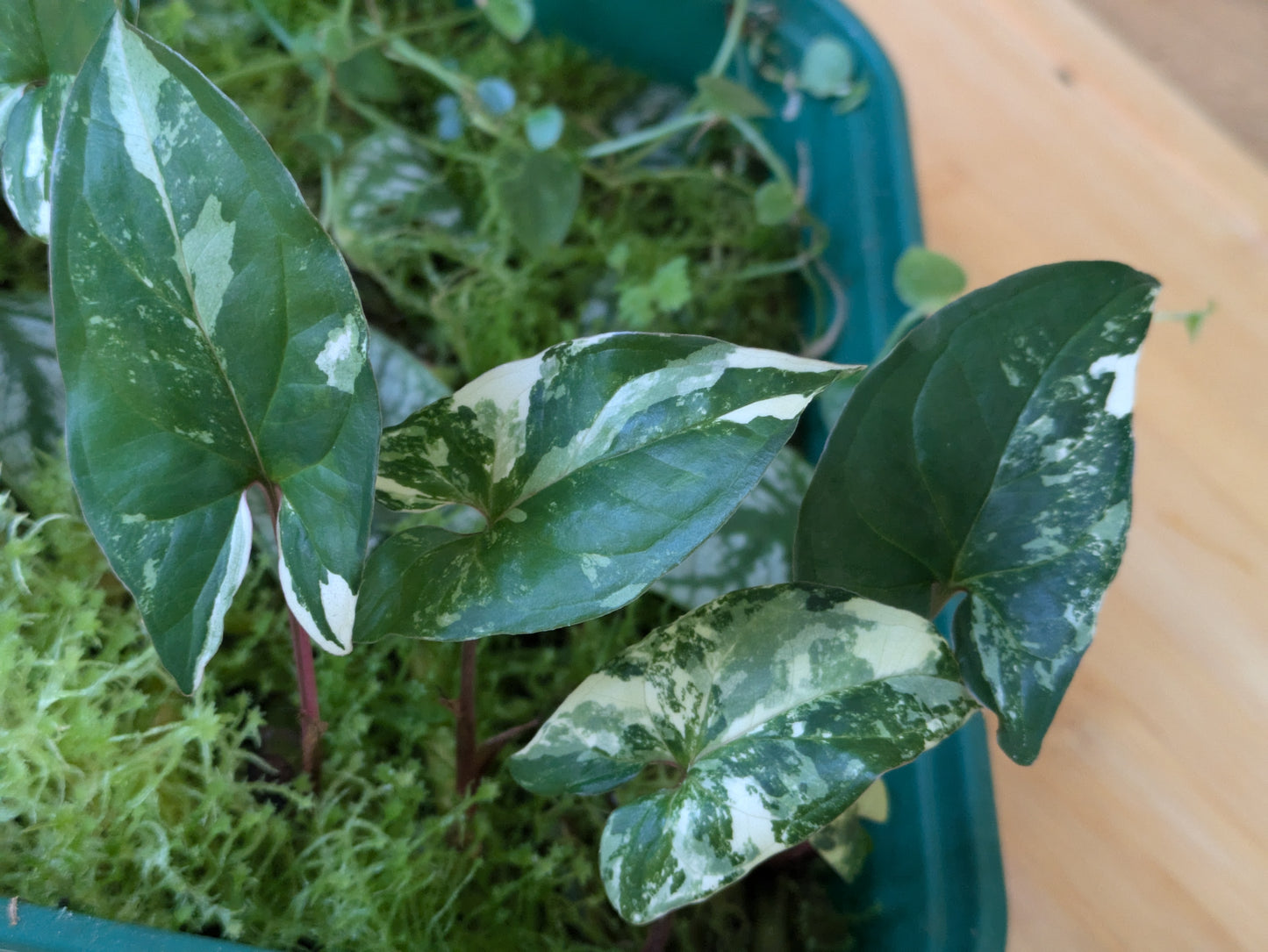 Syngonium podophyllum Variegata ~ Rooted Cutting