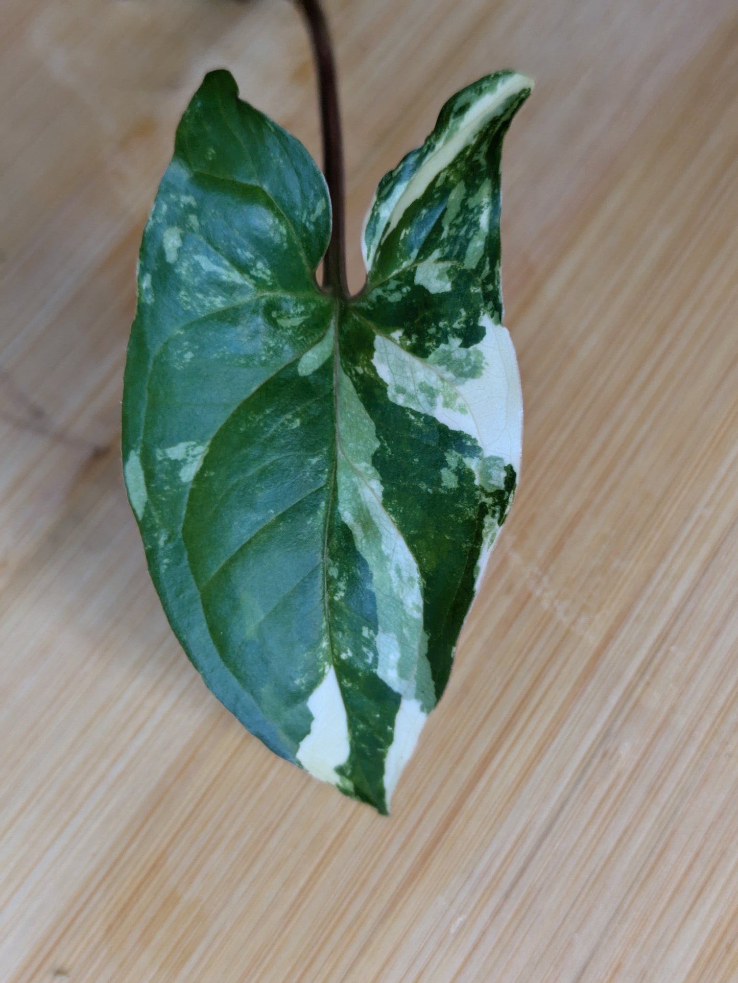Syngonium podophyllum Variegata ~ Rooted Cutting