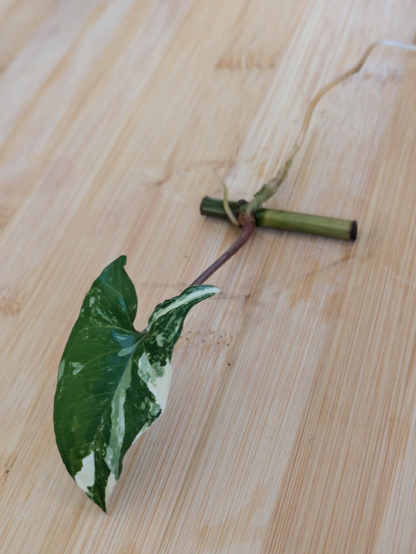 Syngonium podophyllum Variegata ~ Rooted Cutting