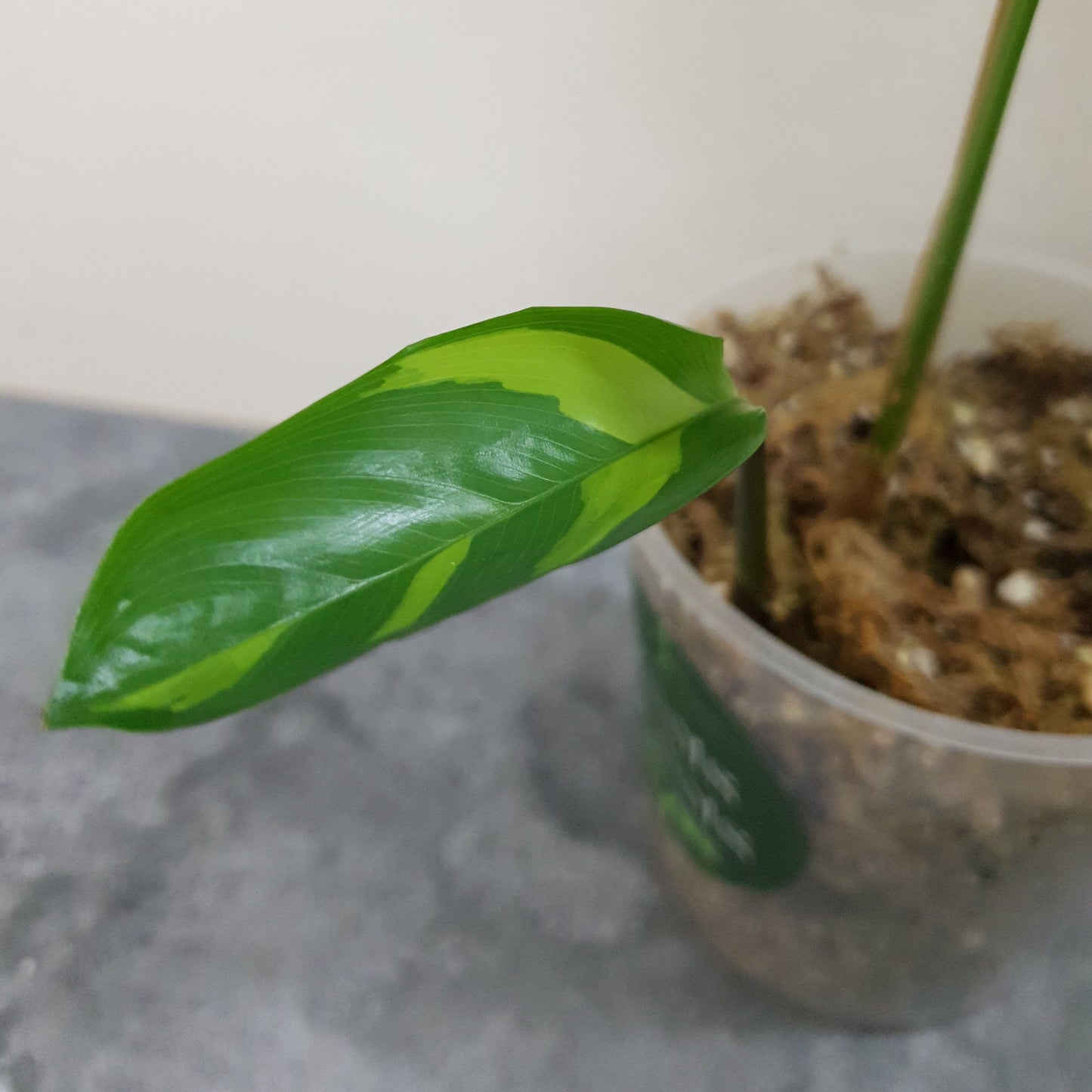 Ctenanthe Lubbersiana