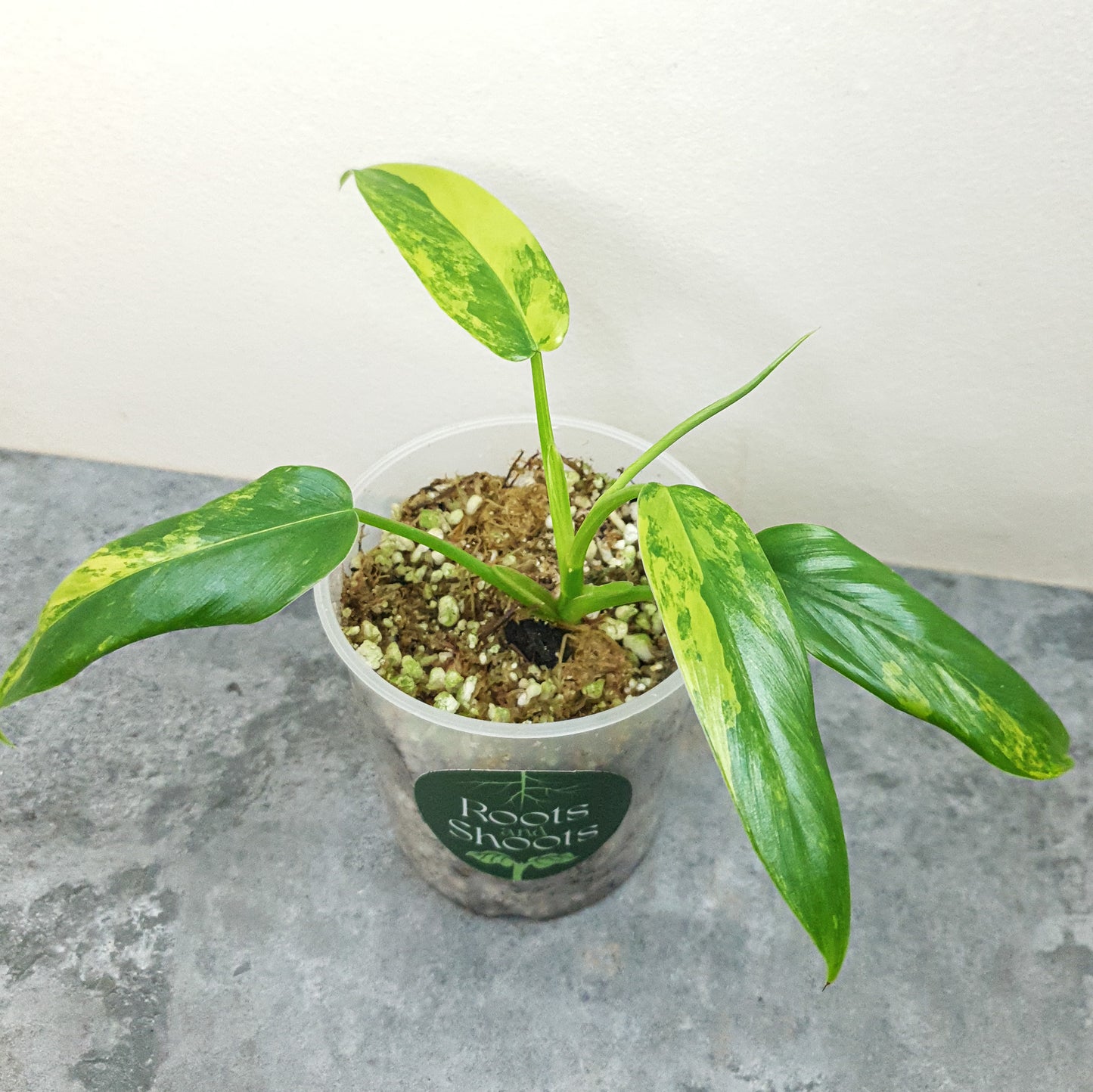 Philodendron Domesticum Variegata