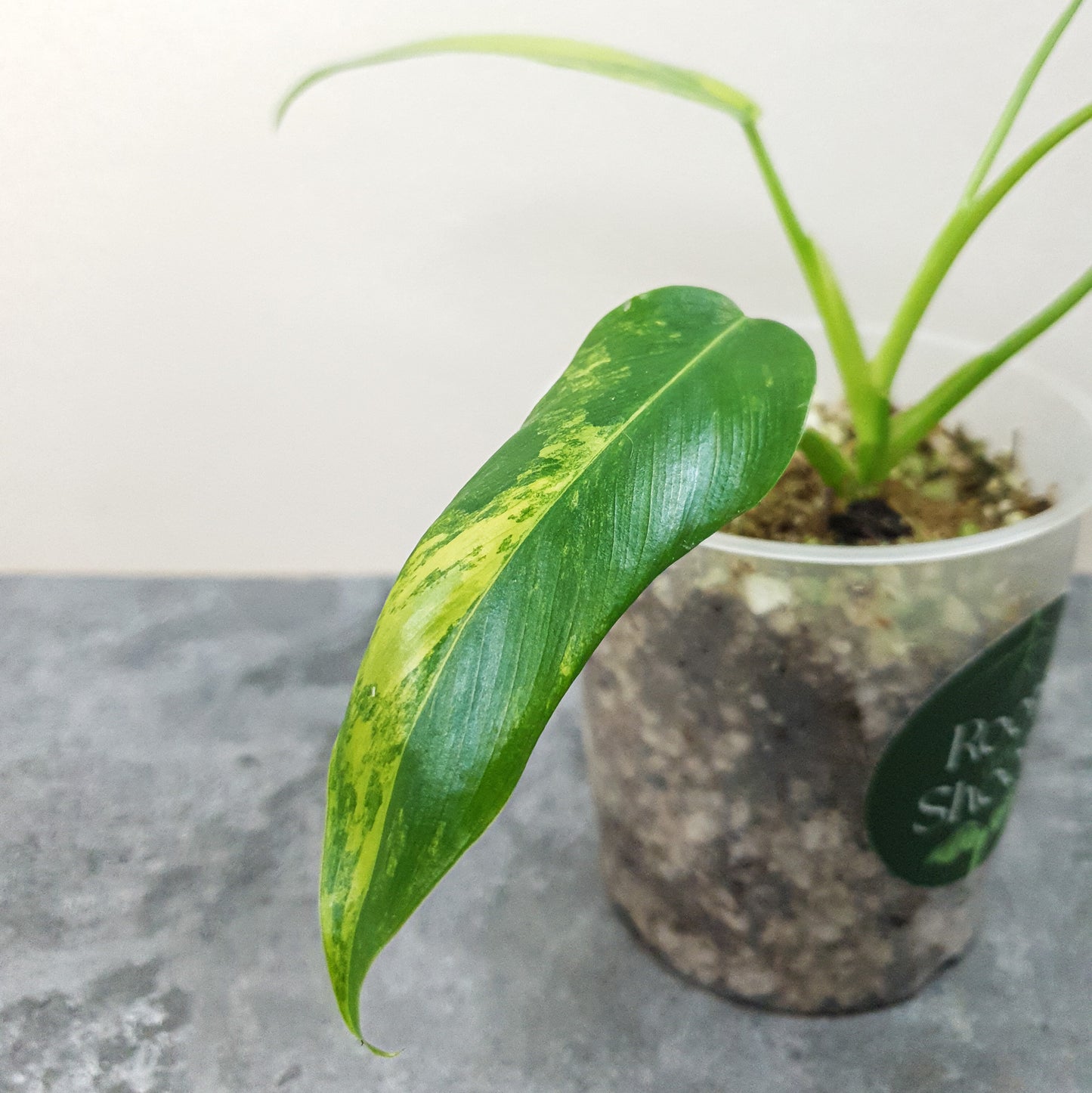 Philodendron Domesticum Variegata