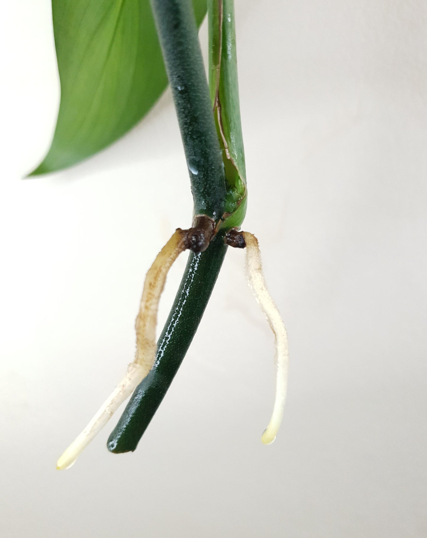 Epipremnum Amplissimum ~ Rooted Cutting