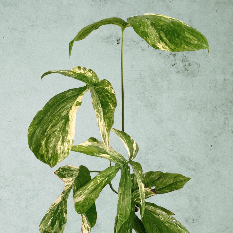 Amydrium Medium Variegata