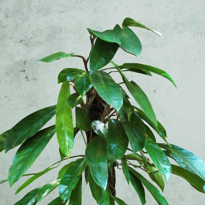 Epipremnum Amplissimum