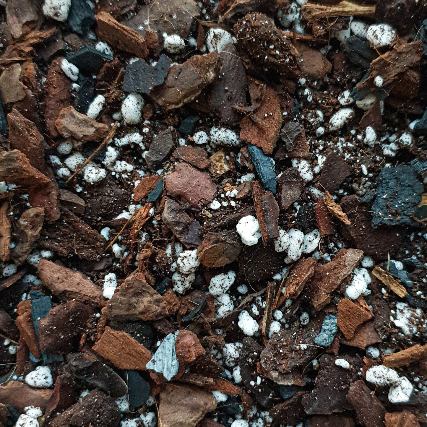 Aroid Potting Mix