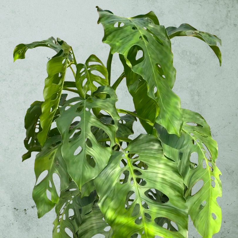 Monstera Acacoyaguensis