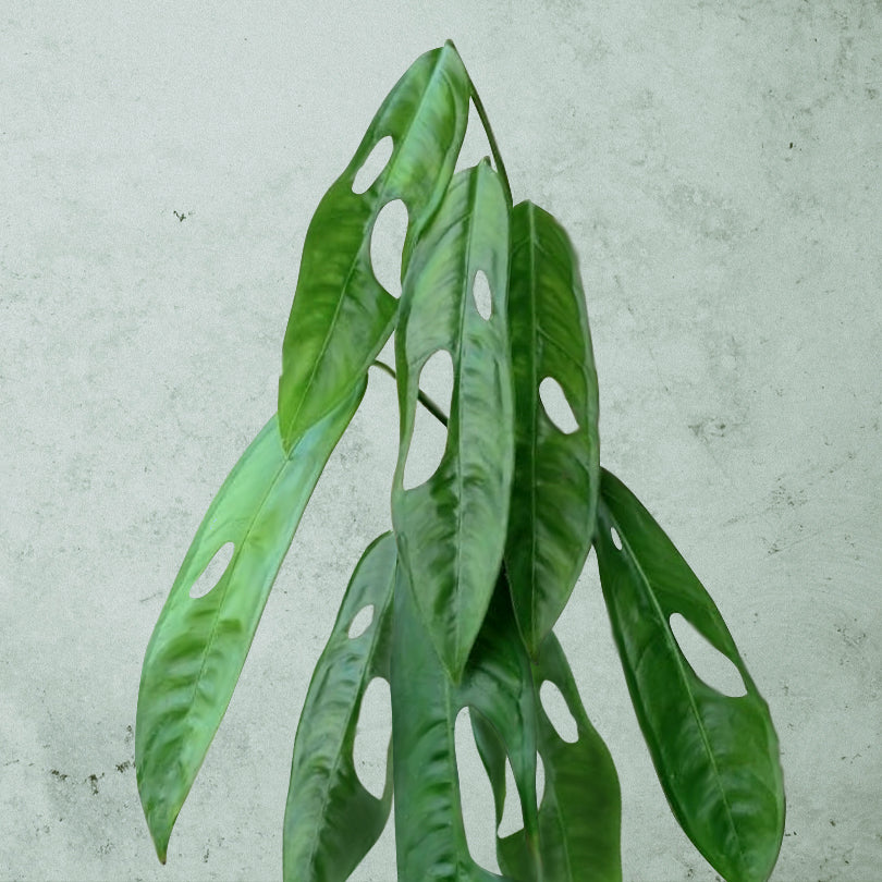 Monstera Obliqua Amazonas