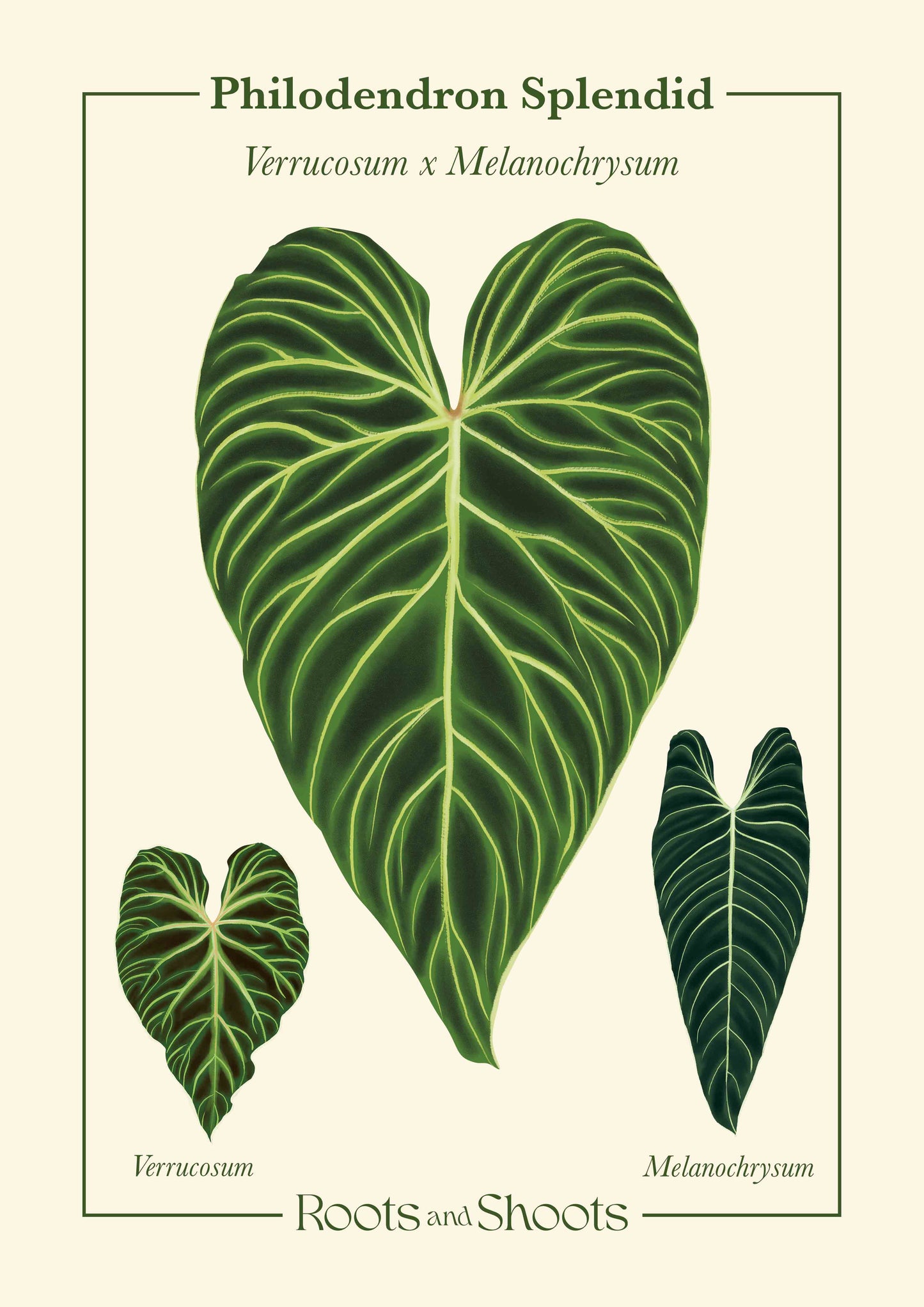 Philodendron Splendid – Verrucosum x Melanochrysum Digital Print