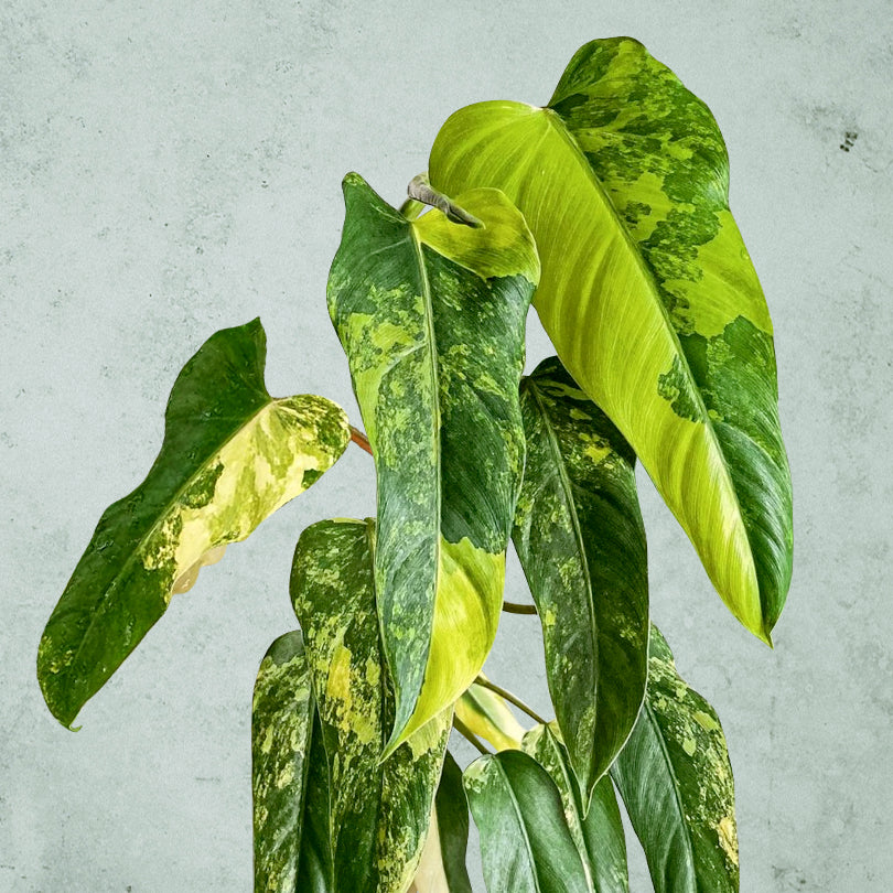 Philodendron Domesticum Variegata