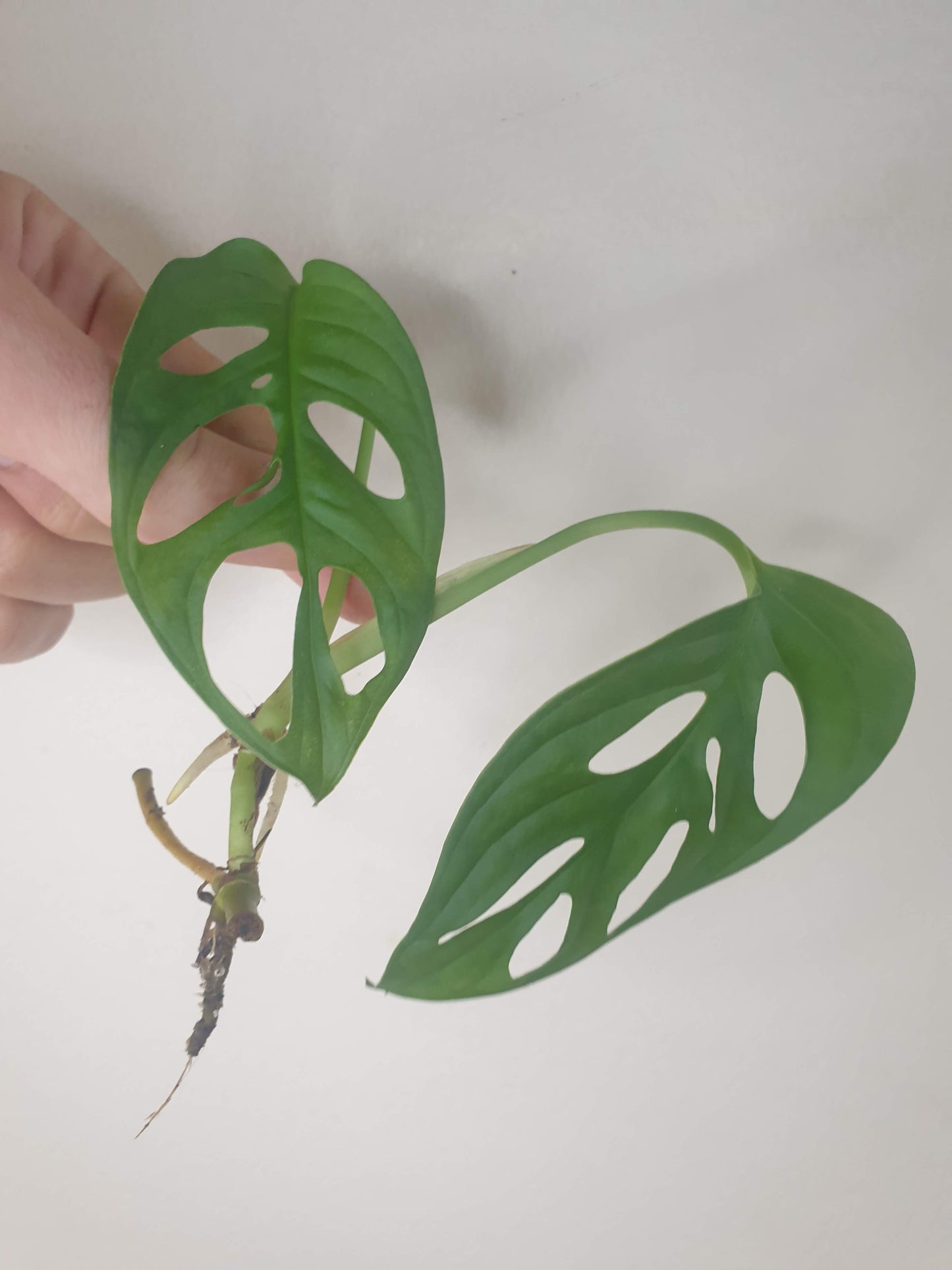 Monstera Adansonii ~ Rooted Cutting