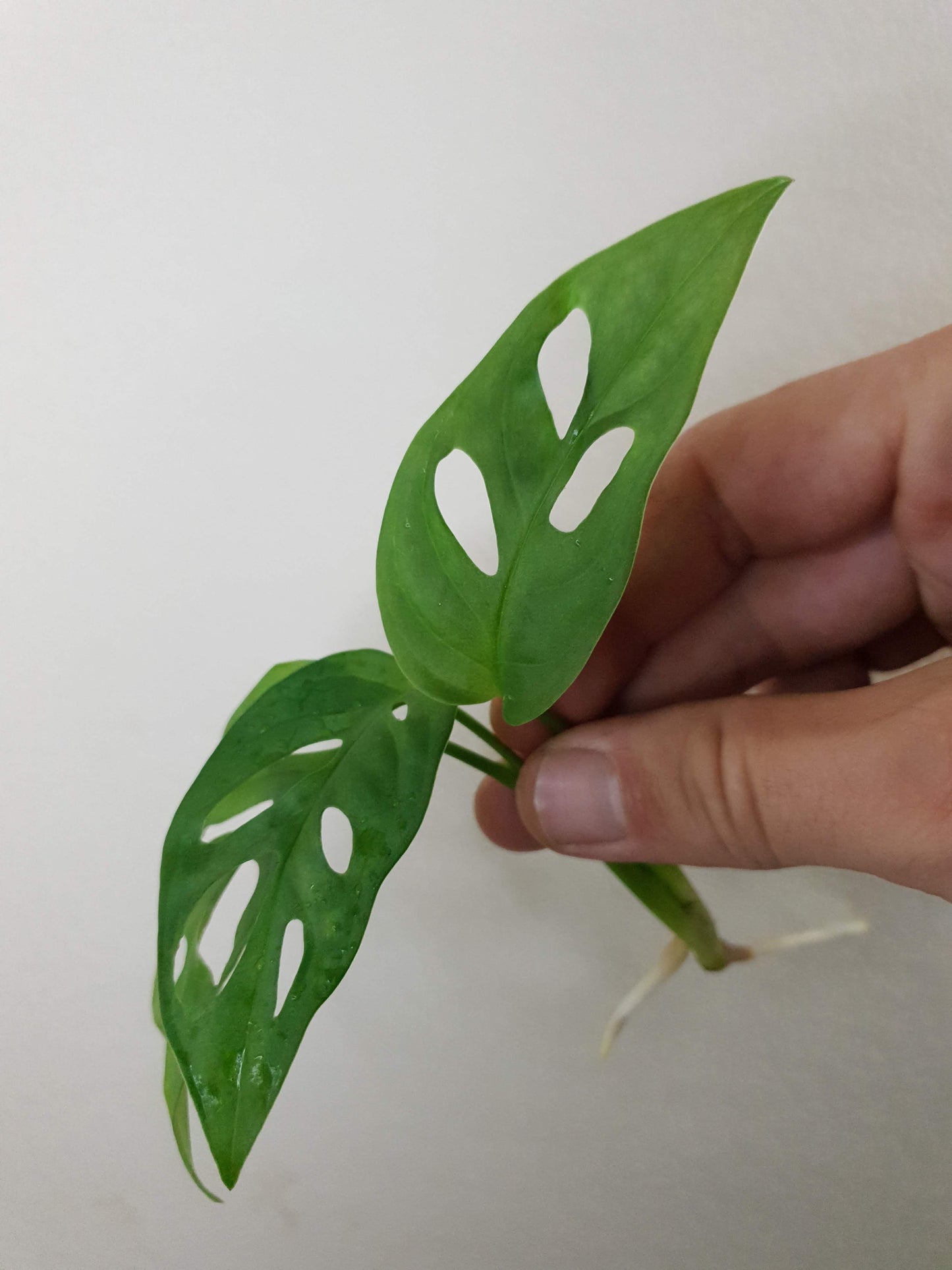 Monstera Adansonii ~ Rooted Cutting