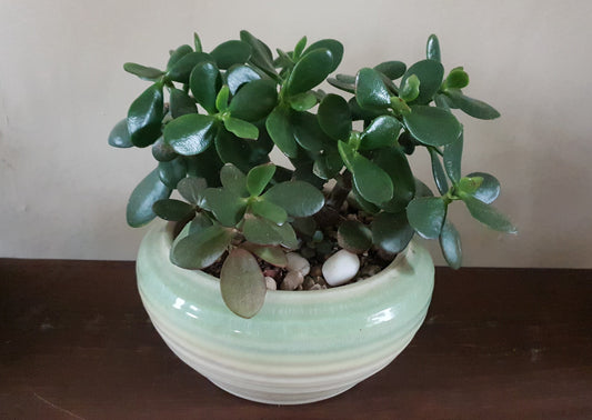 Jade Tree Forest