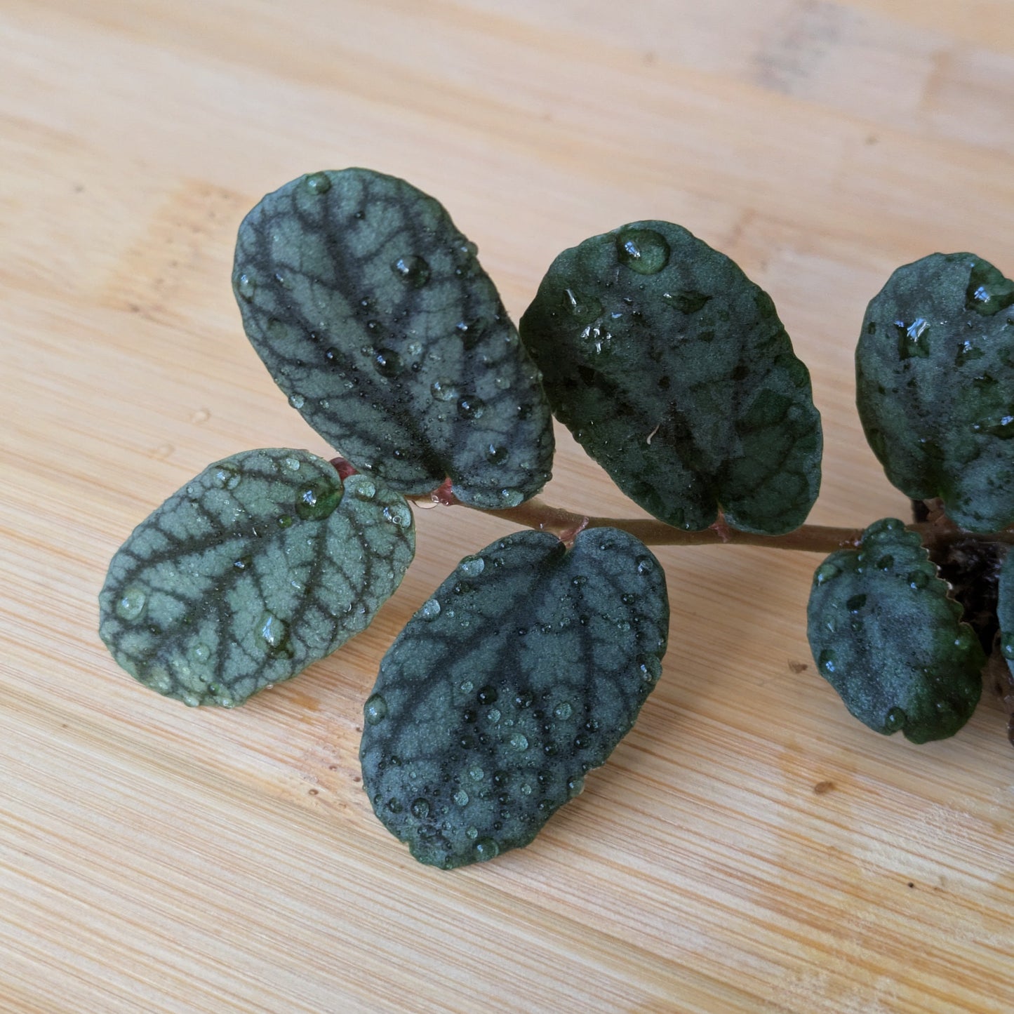 Pellionia Pulchra 'Watermelon Vine' ~ Rooted Cutting