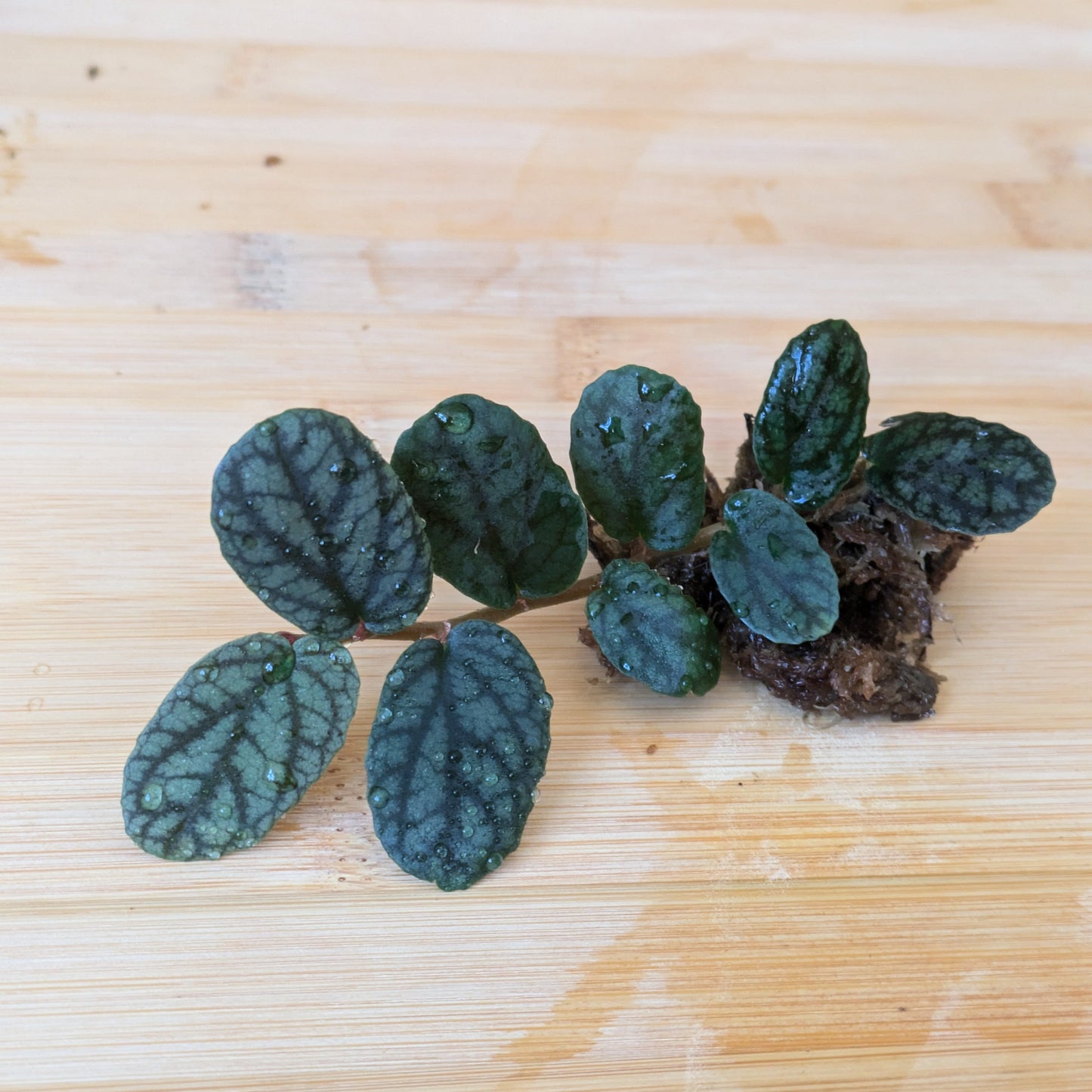 Pellionia Pulchra 'Watermelon Vine' ~ Rooted Cutting