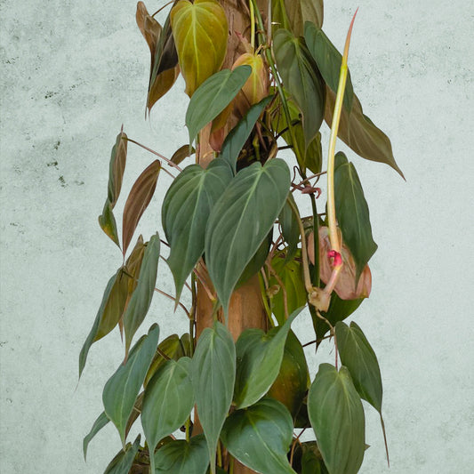 Philodendron Micans ~ Rooted Cutting