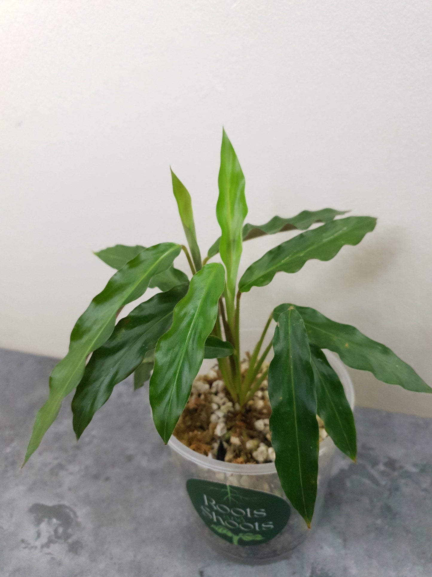 Calathea Rufibarba