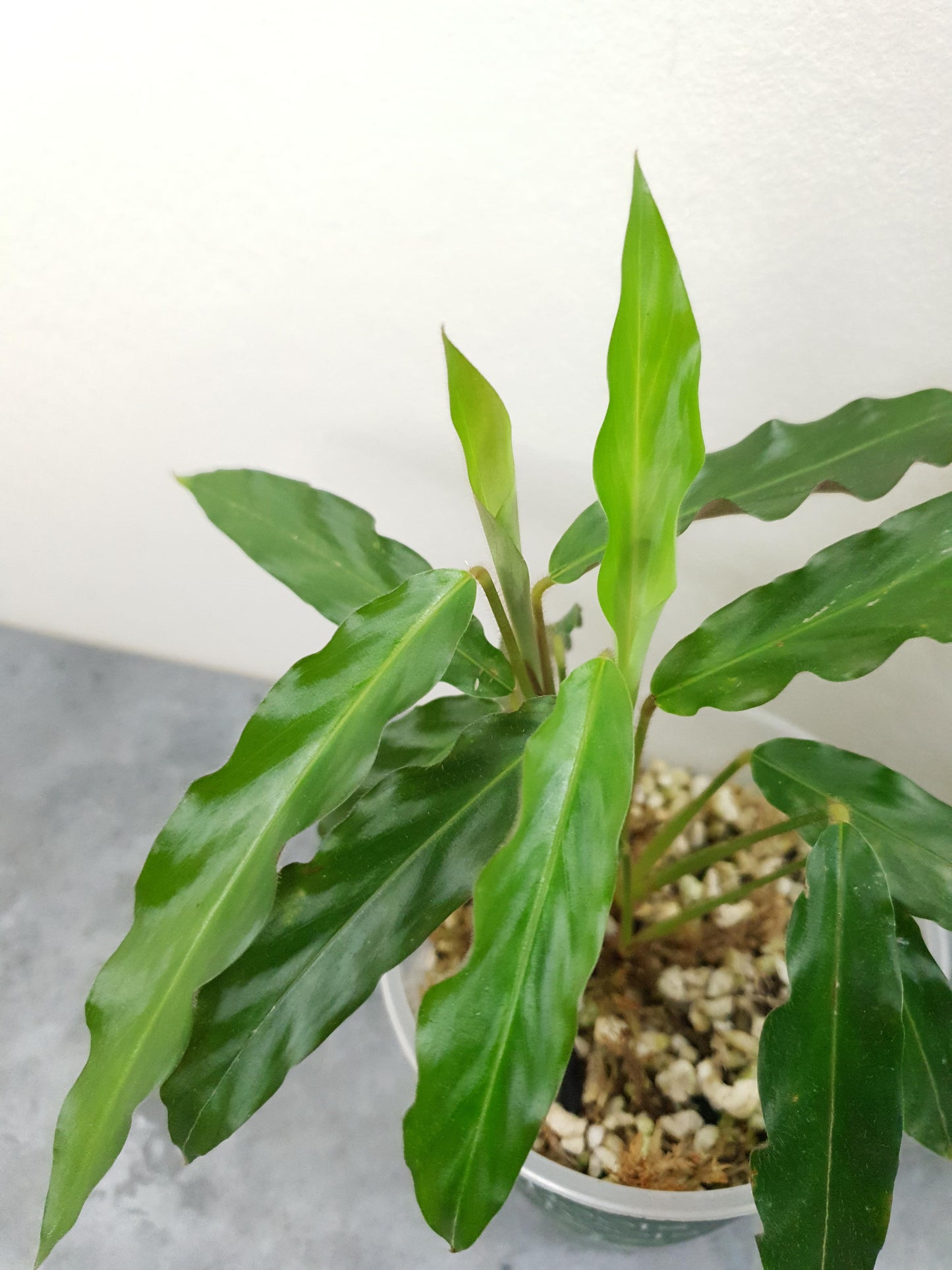 Calathea Rufibarba