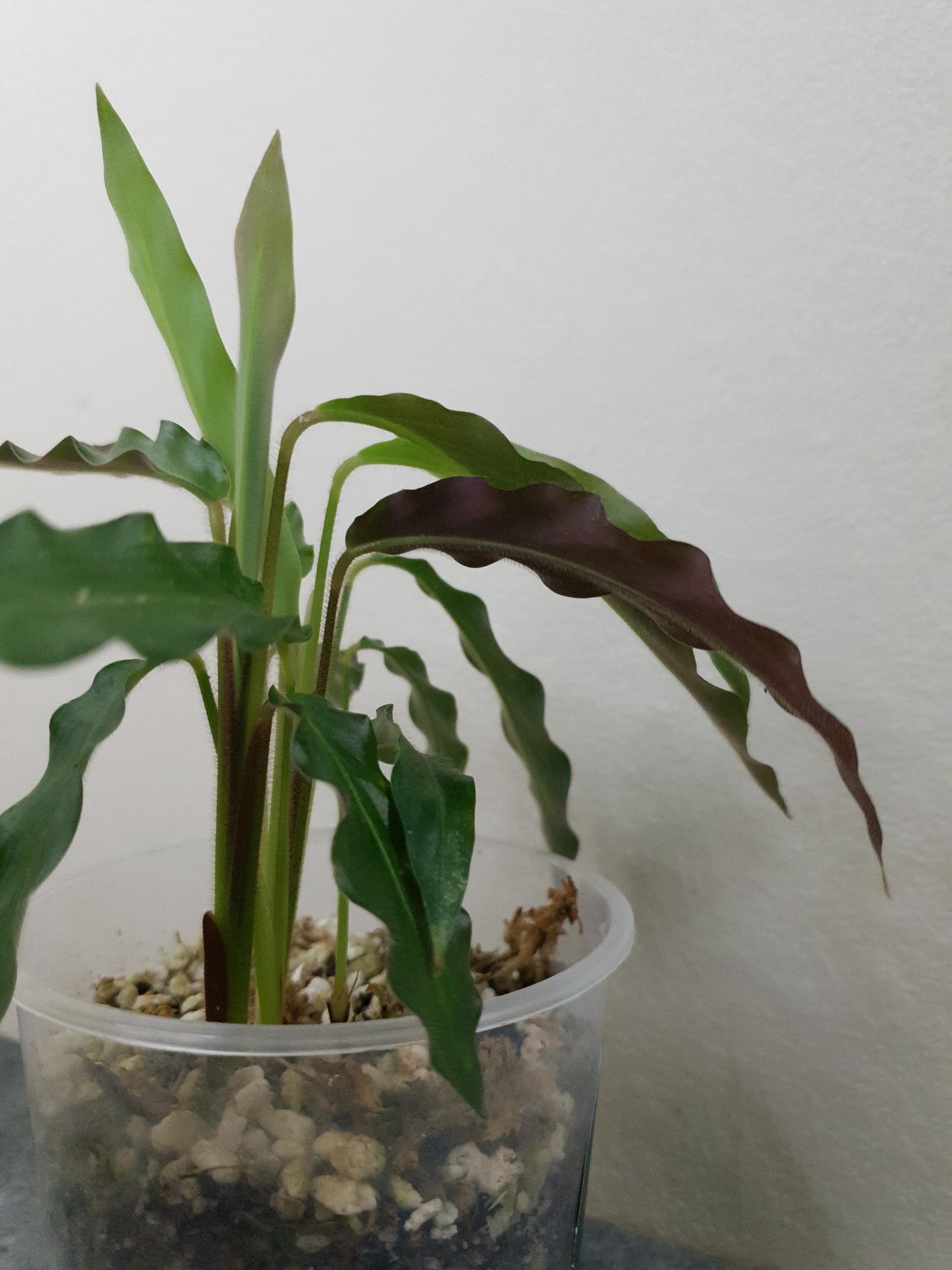 Calathea Rufibarba