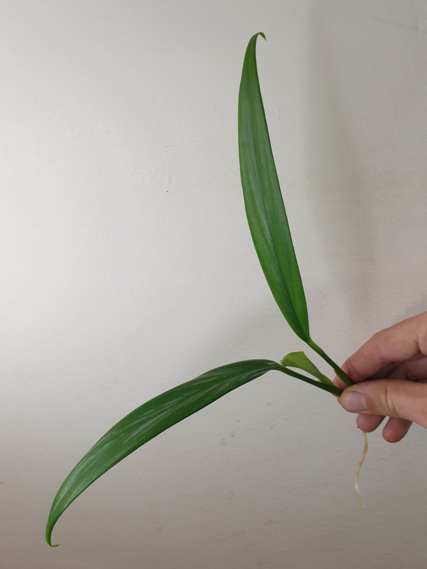 Epipremnum Amplissimum 'Silver Stripe' ~ Rooted Cutting