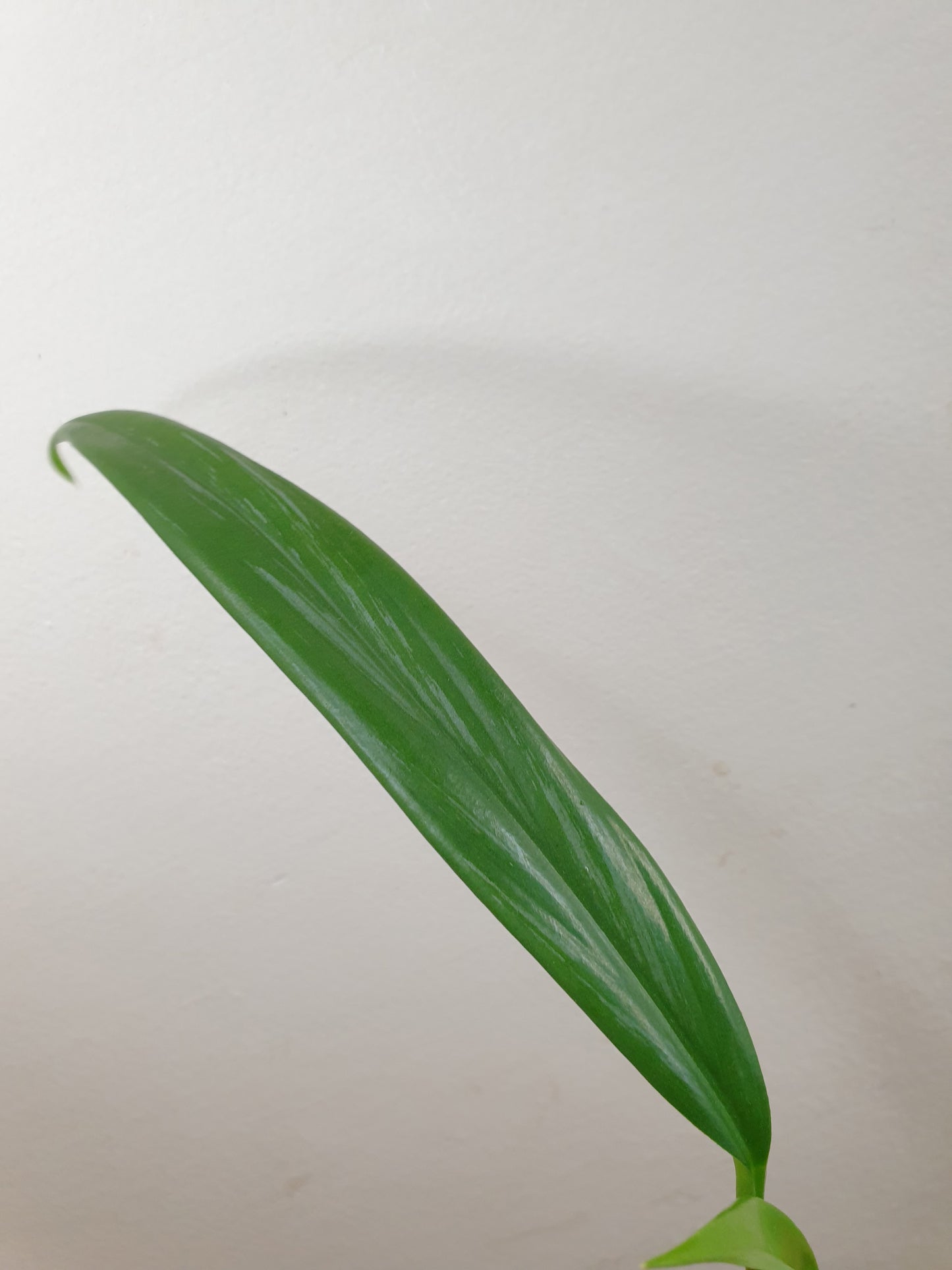 Epipremnum Amplissimum 'Silver Stripe' ~ Rooted Cutting