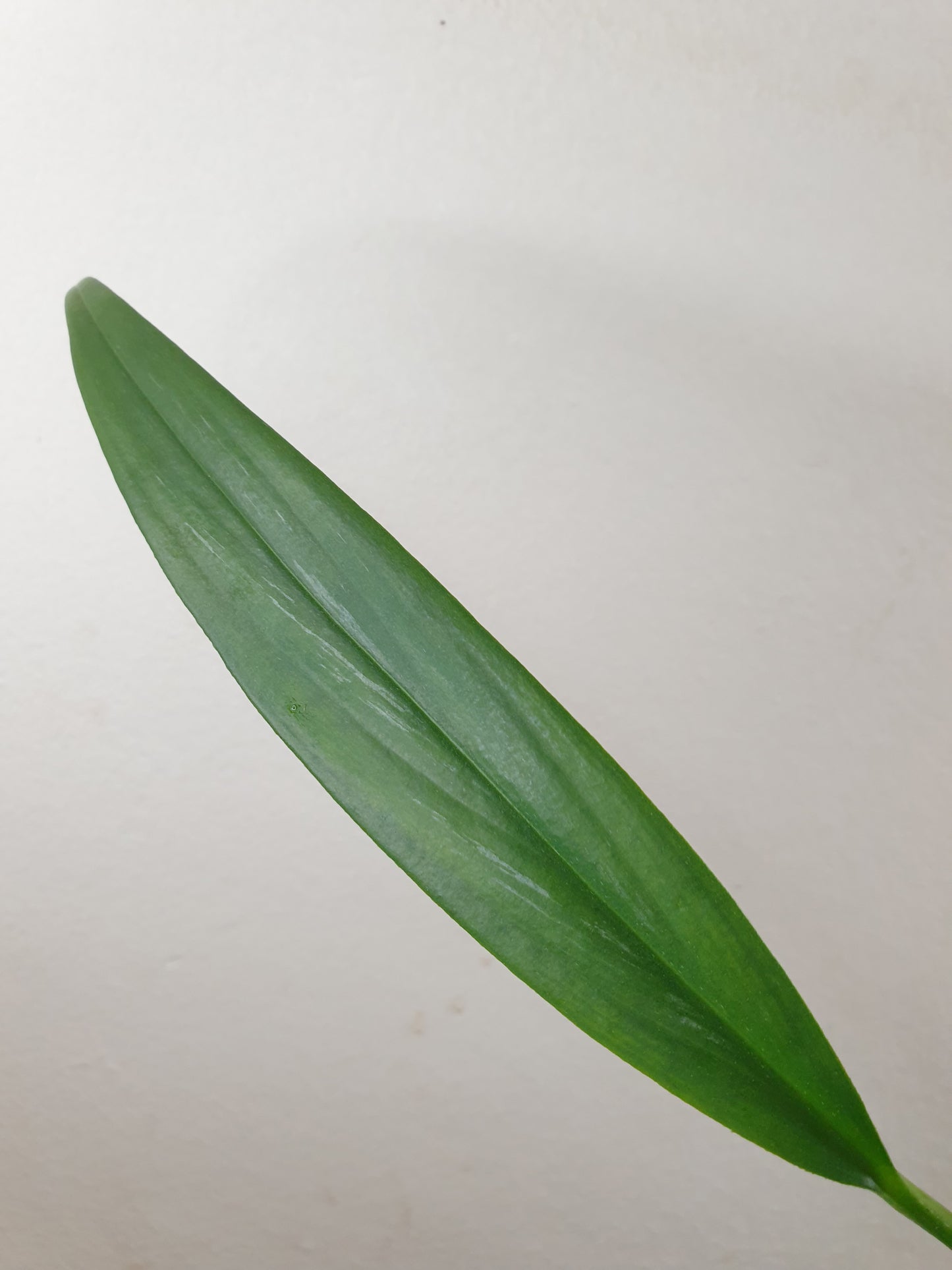 Epipremnum Amplissimum 'Silver Stripe' ~ Rooted Cutting