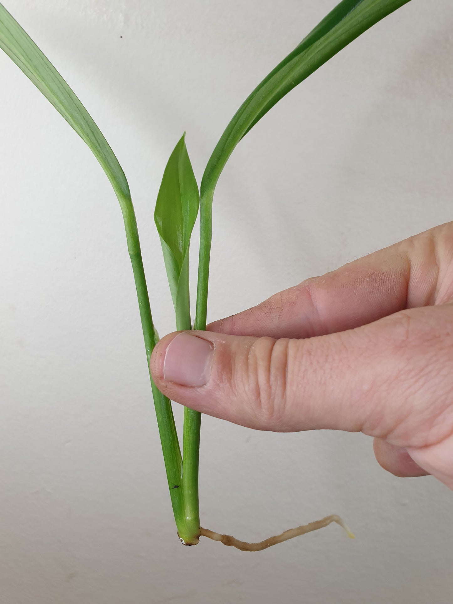 Epipremnum Amplissimum 'Silver Stripe' ~ Rooted Cutting