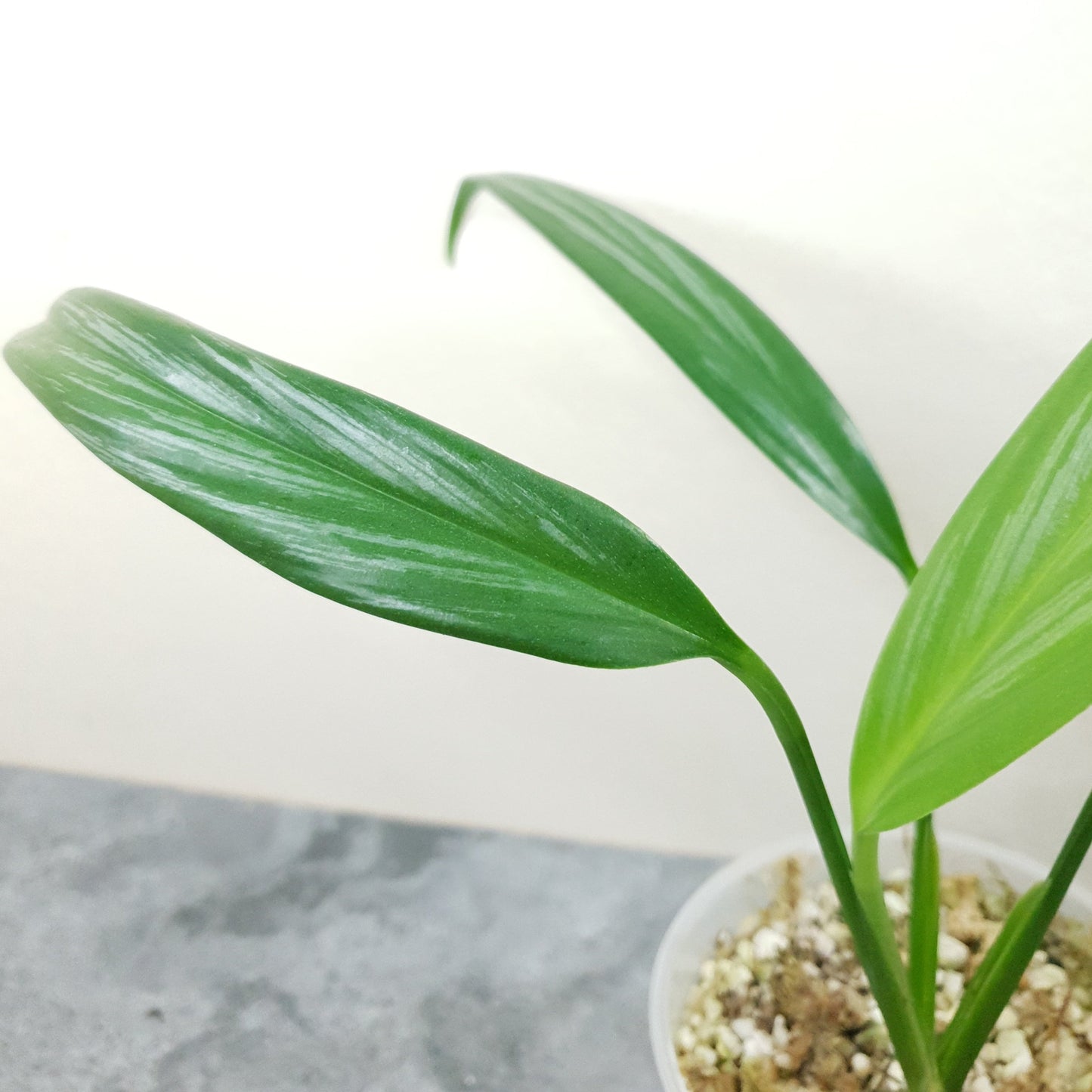 Epipremnum Amplissimum 'Silver Stripe'