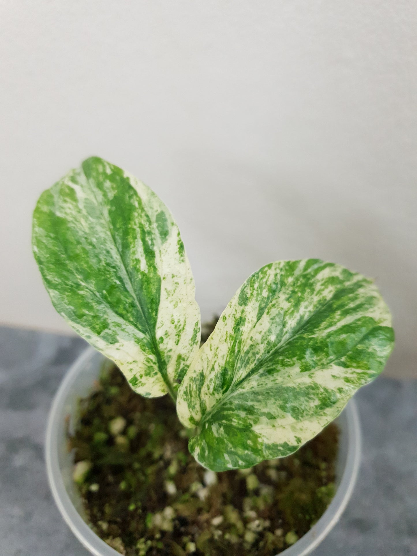 Amydrium Medium Variegata