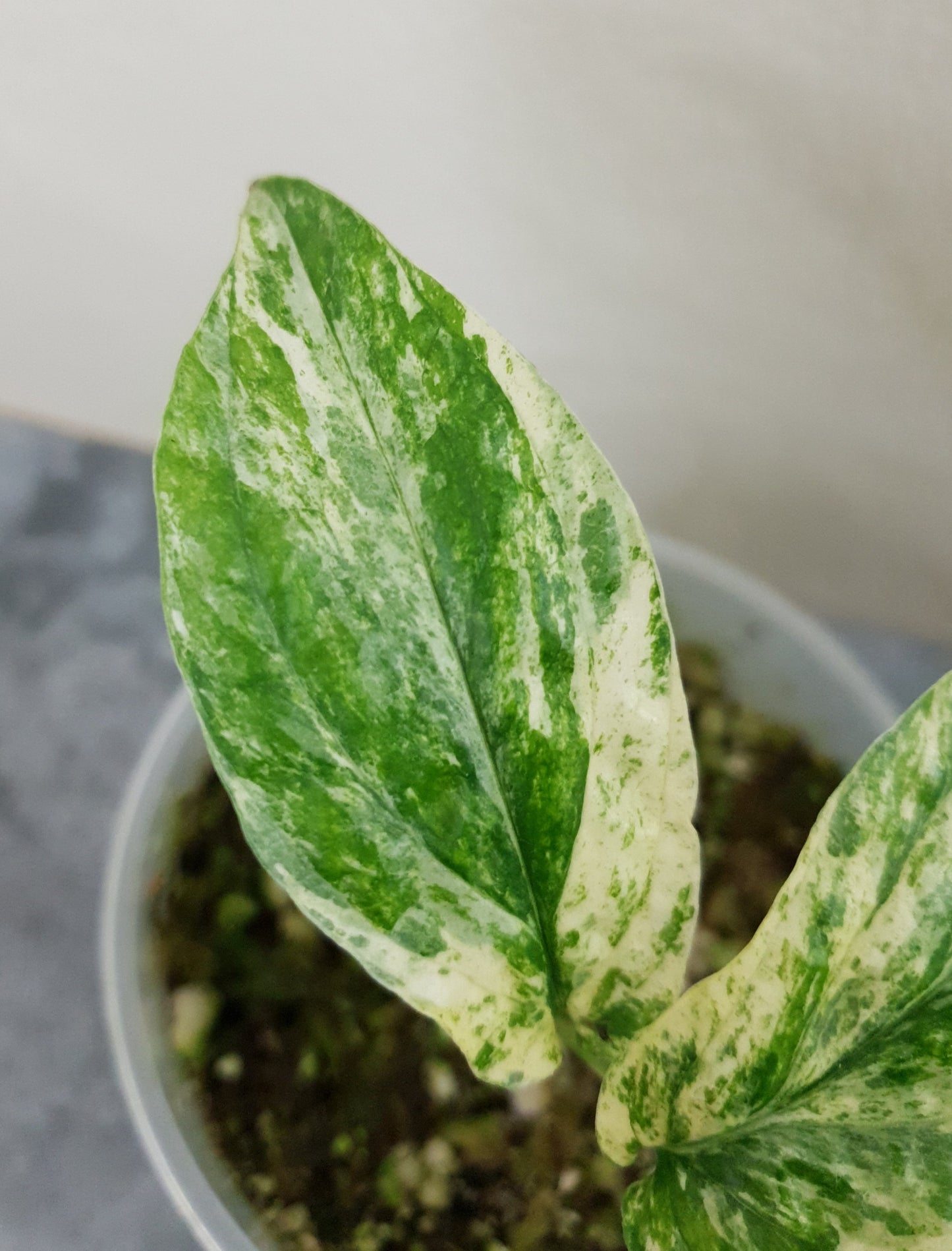 Amydrium Medium Variegata