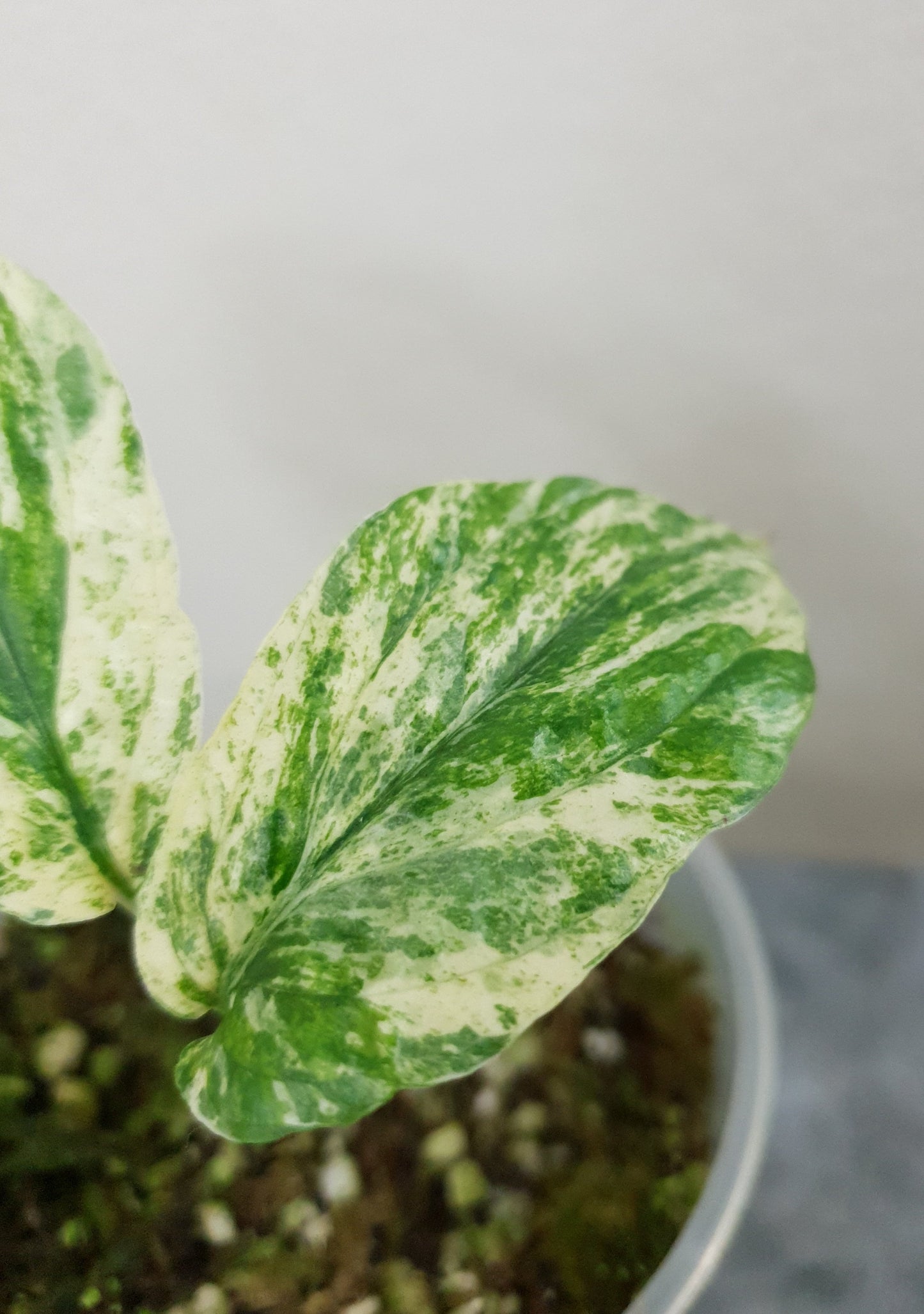 Amydrium Medium Variegata