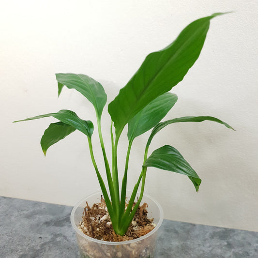 Spathiphyllum ~ Peace Lily