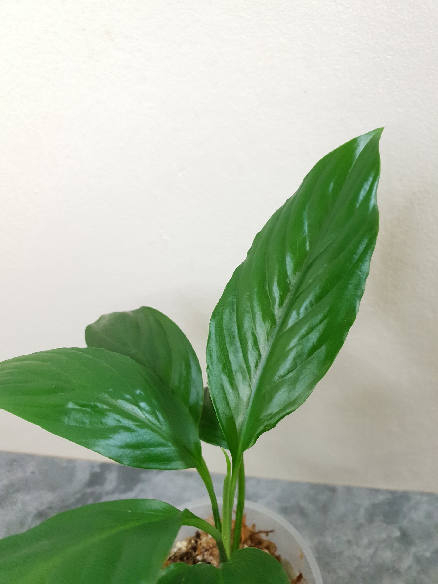 Spathiphyllum ~ Peace Lily