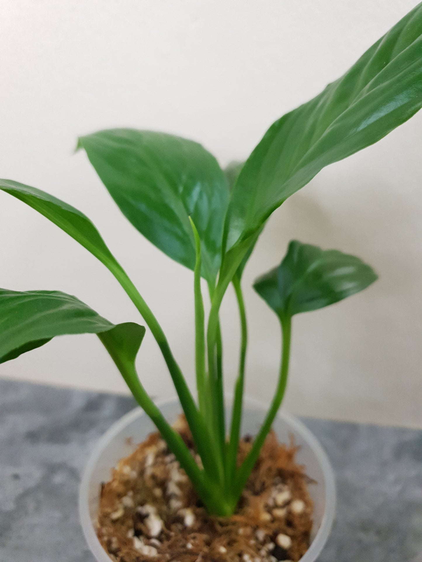 Spathiphyllum ~ Peace Lily