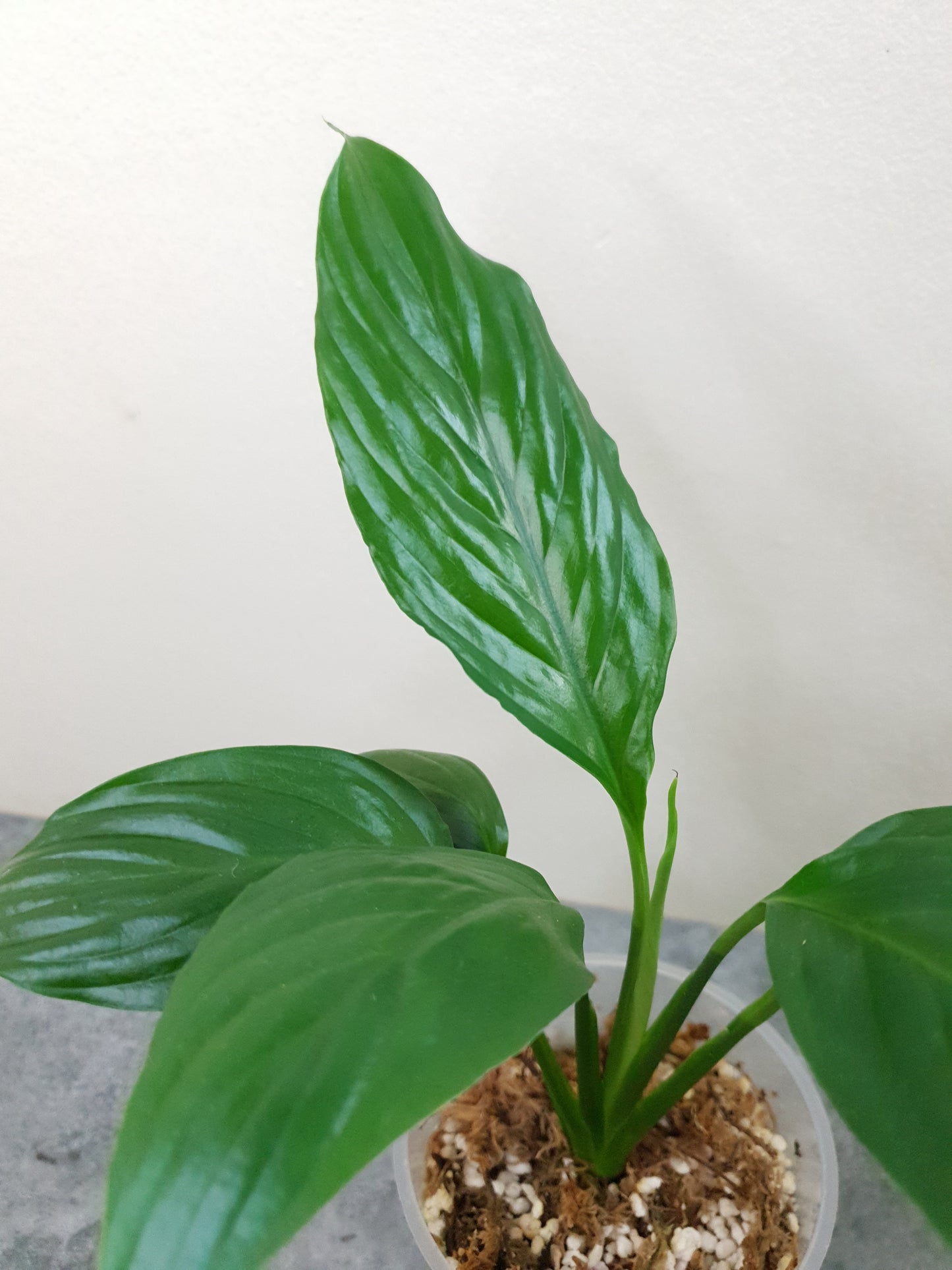 Spathiphyllum ~ Peace Lily