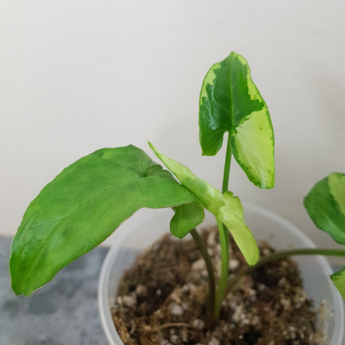 Syngonium Podophyllum 'Magic Marble' / 'Three Kings'