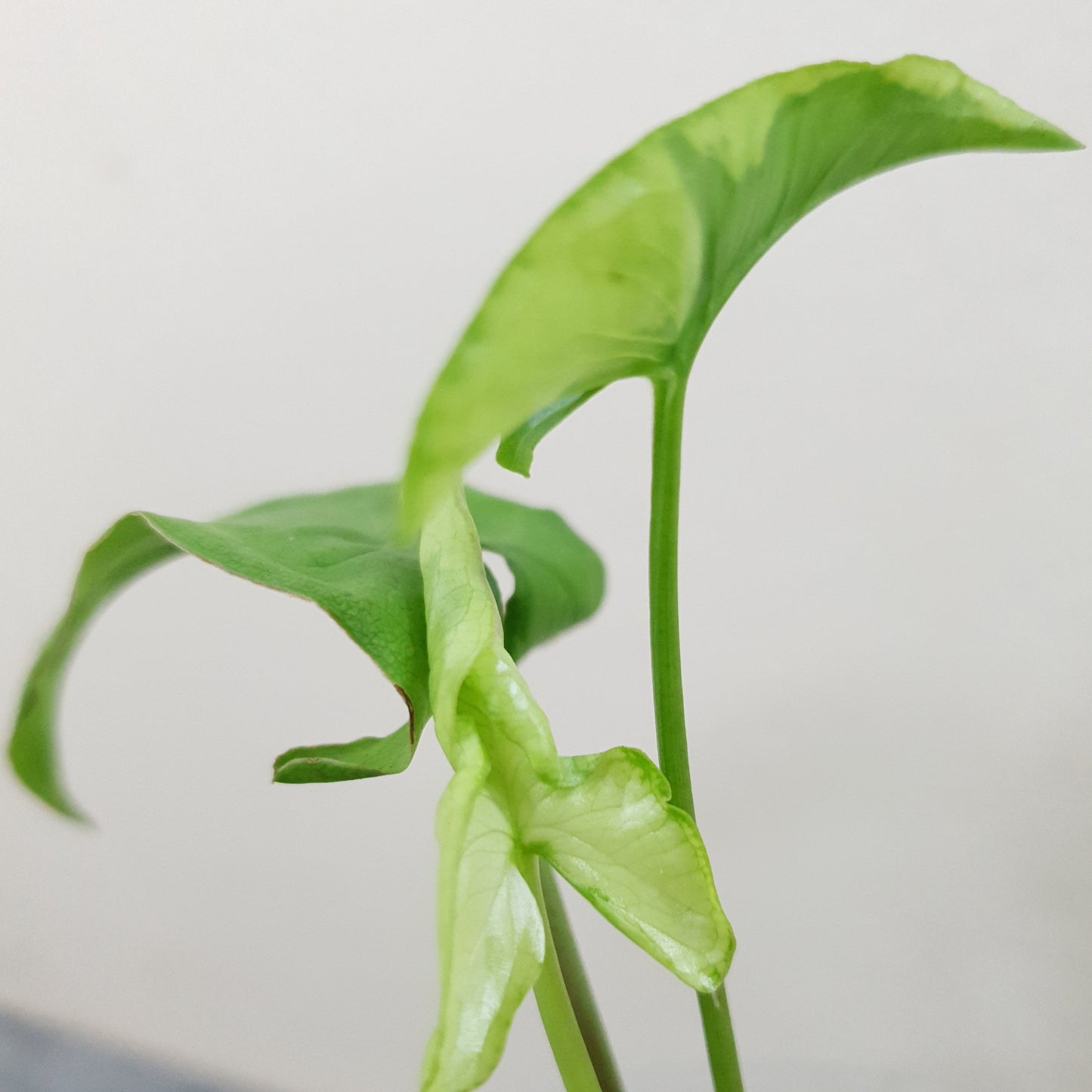 Syngonium Podophyllum 'Magic Marble' / 'Three Kings'