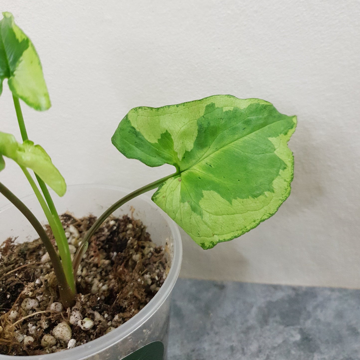 Syngonium Podophyllum 'Magic Marble' / 'Three Kings'