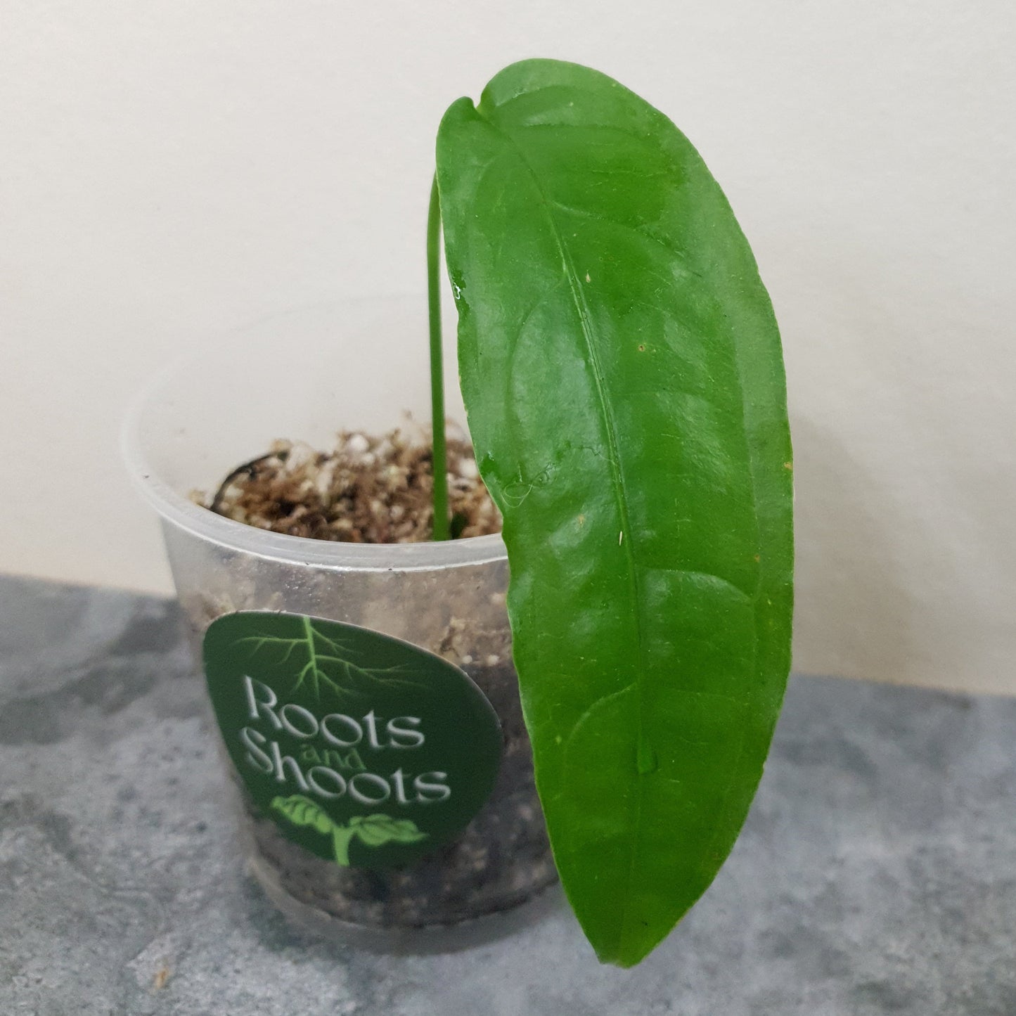 Monstera Obliqua Amazonas