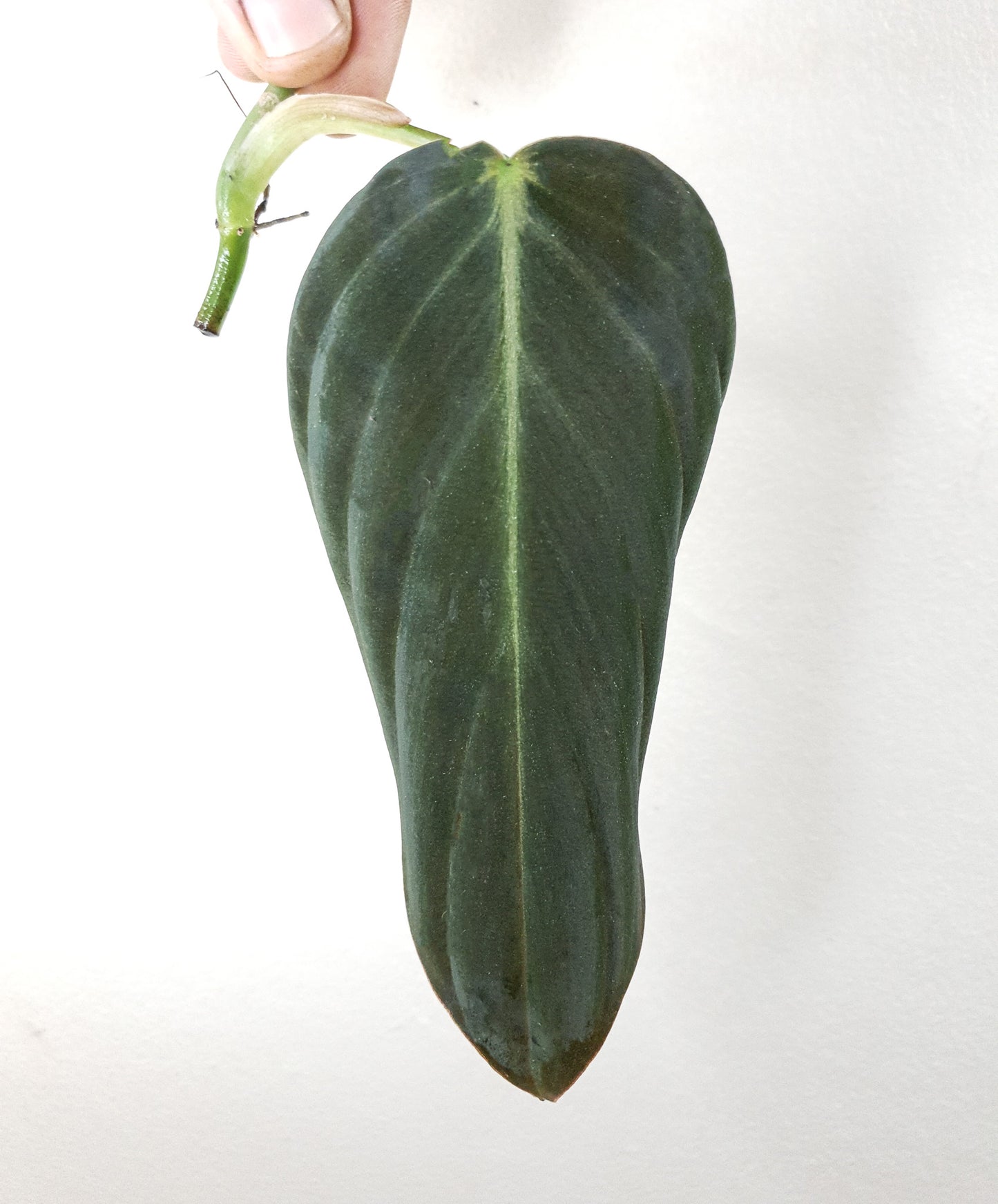 Philodendron Gigas ~ Rooted Cutting