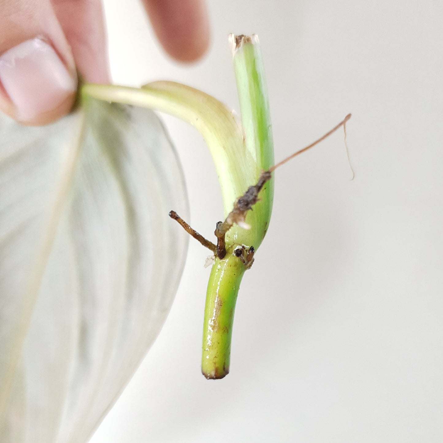 Philodendron Gigas ~ Rooted Cutting