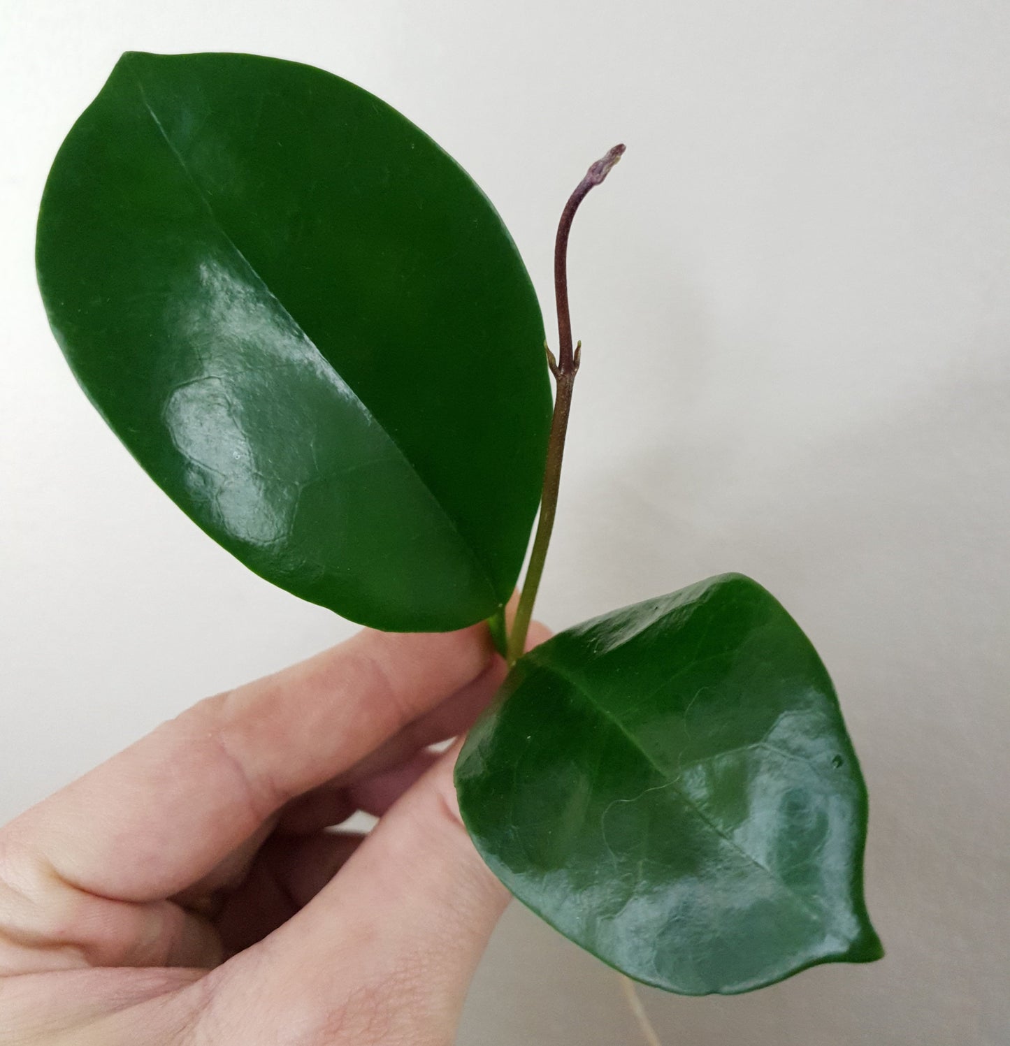 Hoya Australis ~ Rooted Cutting