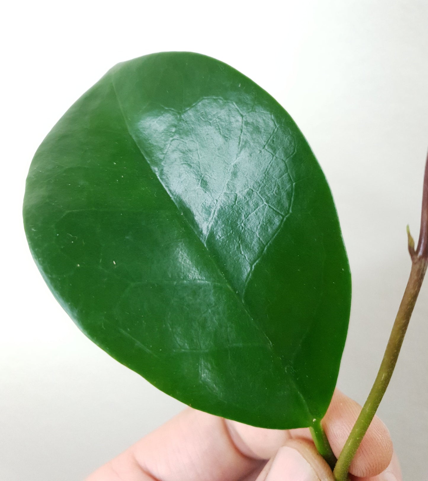 Hoya Australis ~ Rooted Cutting