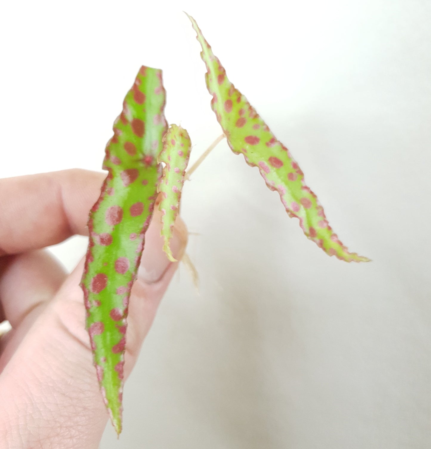 Begonia Amphioxus ~ Rooted Cutting