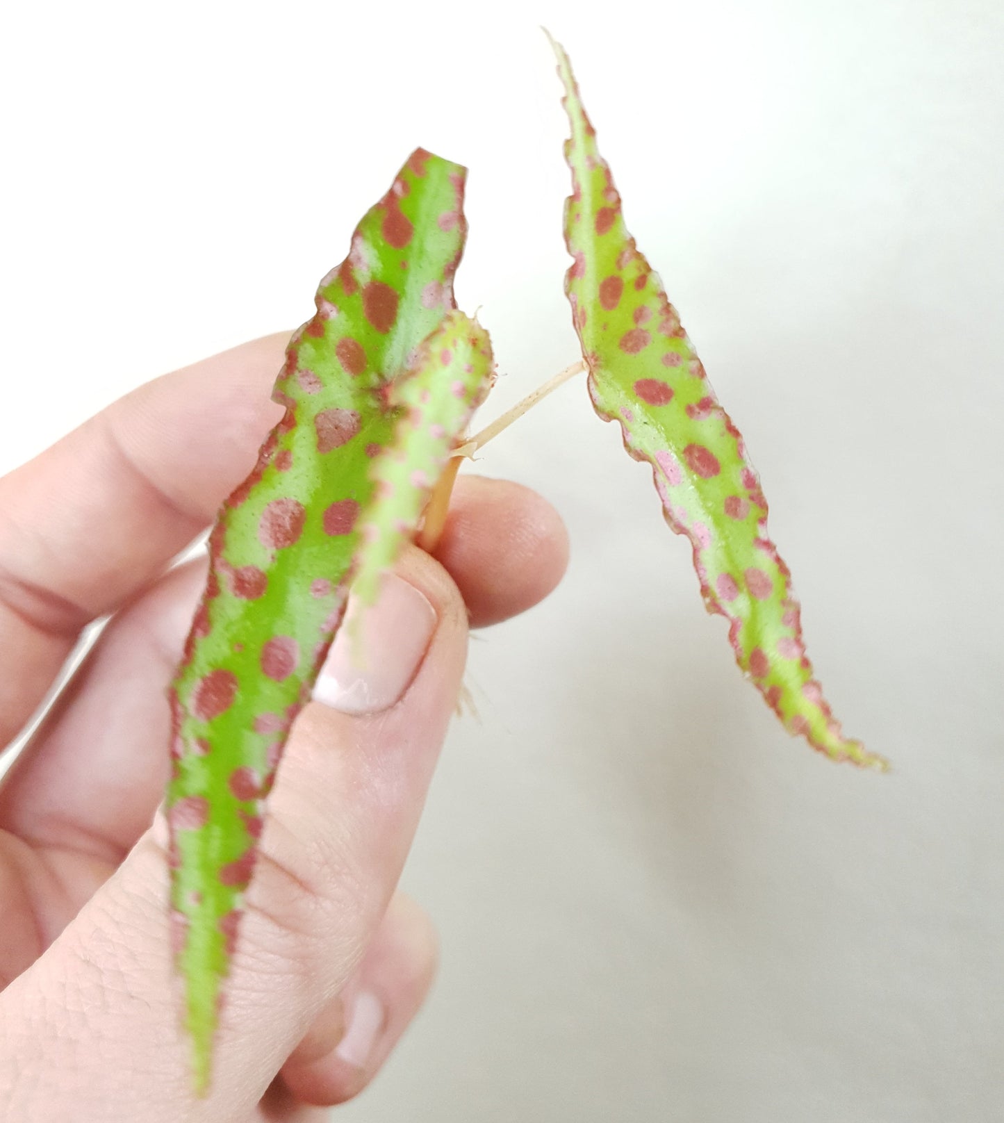 Begonia Amphioxus ~ Rooted Cutting