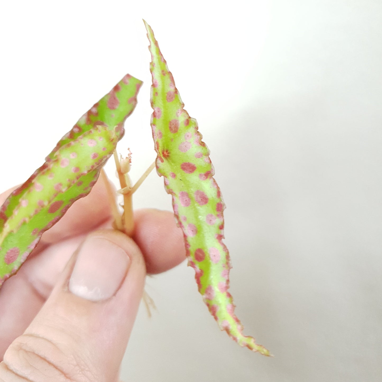 Begonia Amphioxus ~ Rooted Cutting