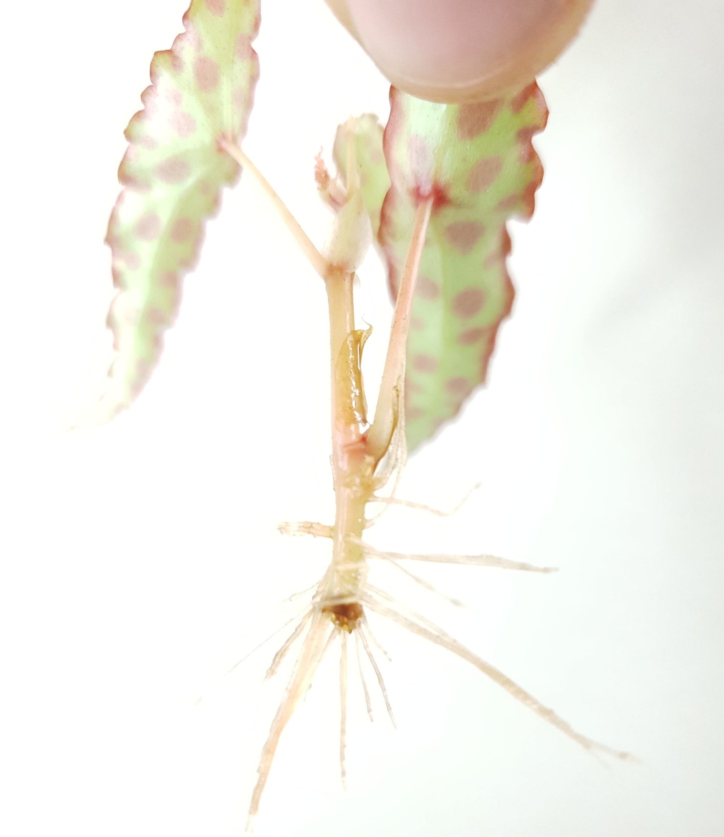 Begonia Amphioxus ~ Rooted Cutting