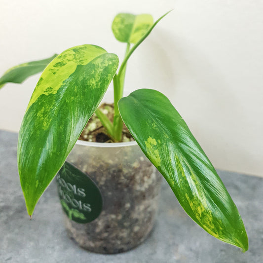 Philodendron Domesticum Variegata