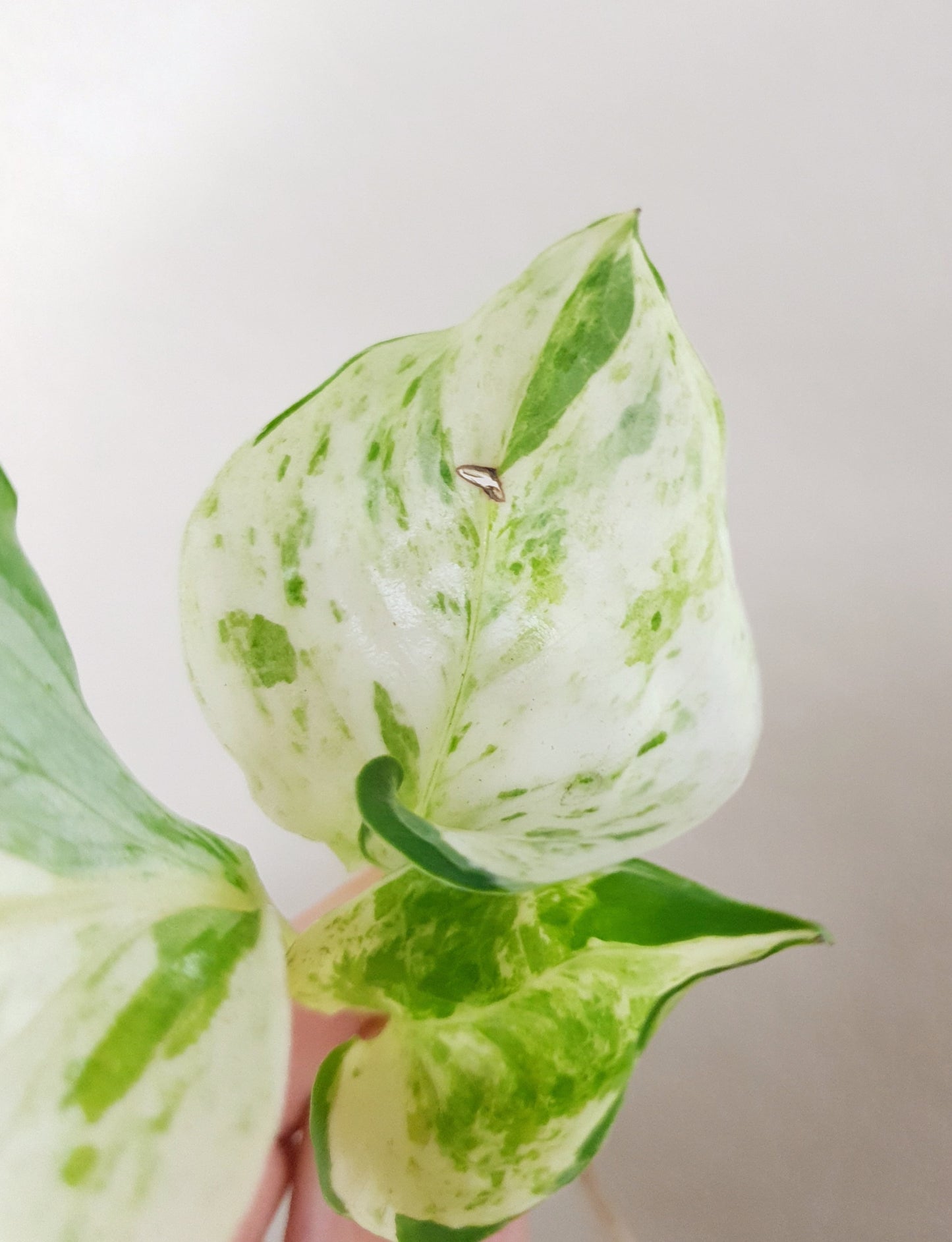 Epipremnum Pinnatum 'Happy Leaf' ~ Rooted Cutting