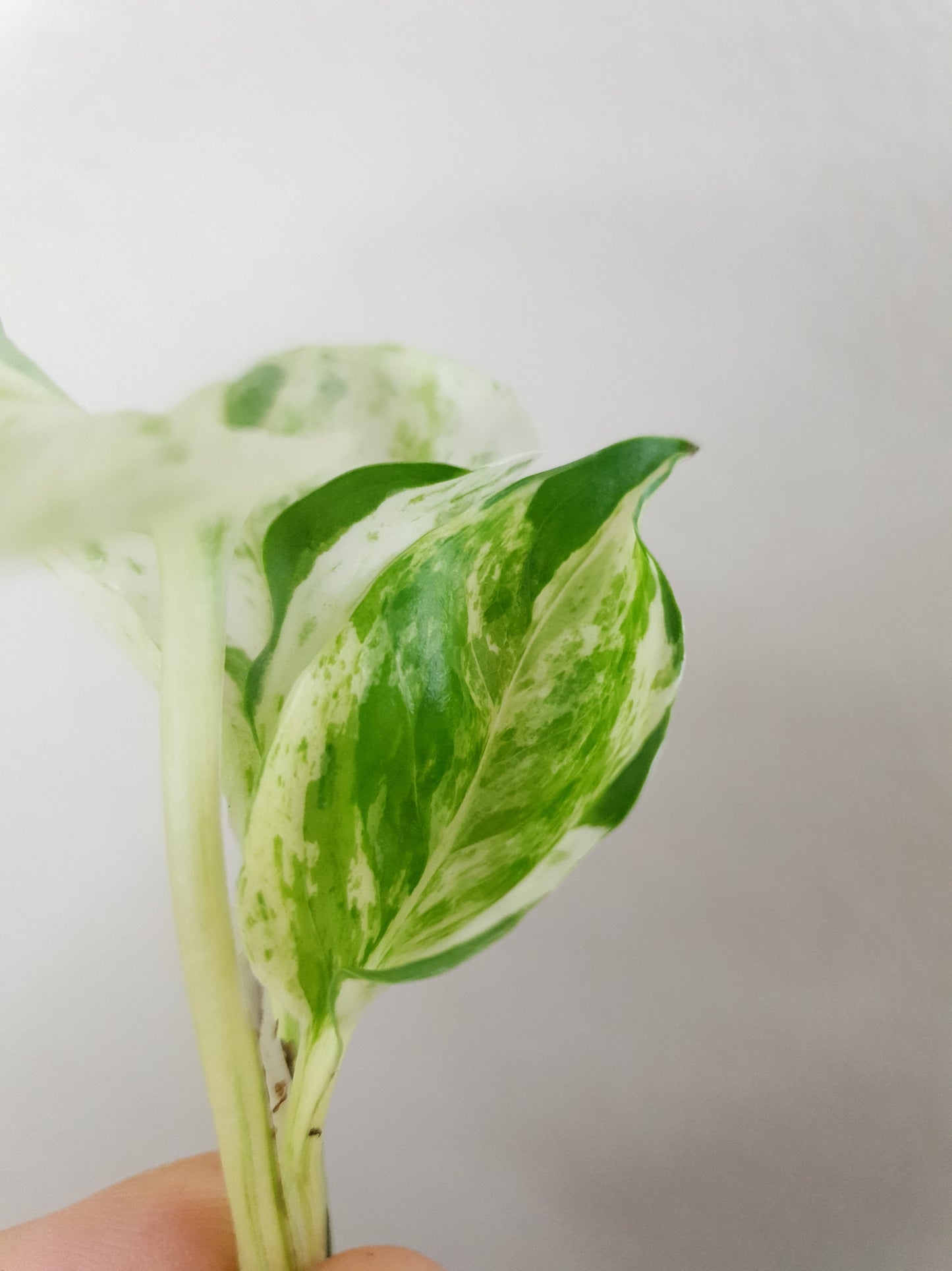 Epipremnum Pinnatum 'Happy Leaf' ~ Rooted Cutting